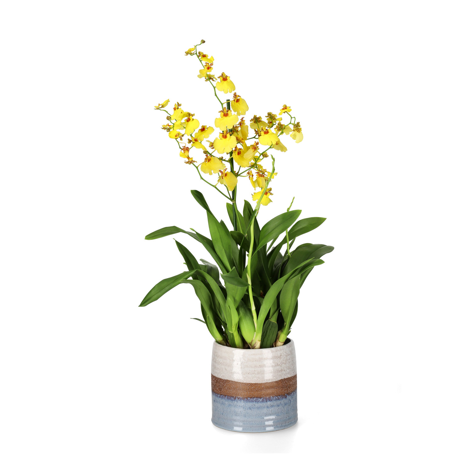 Oncidium 'Munsterland'