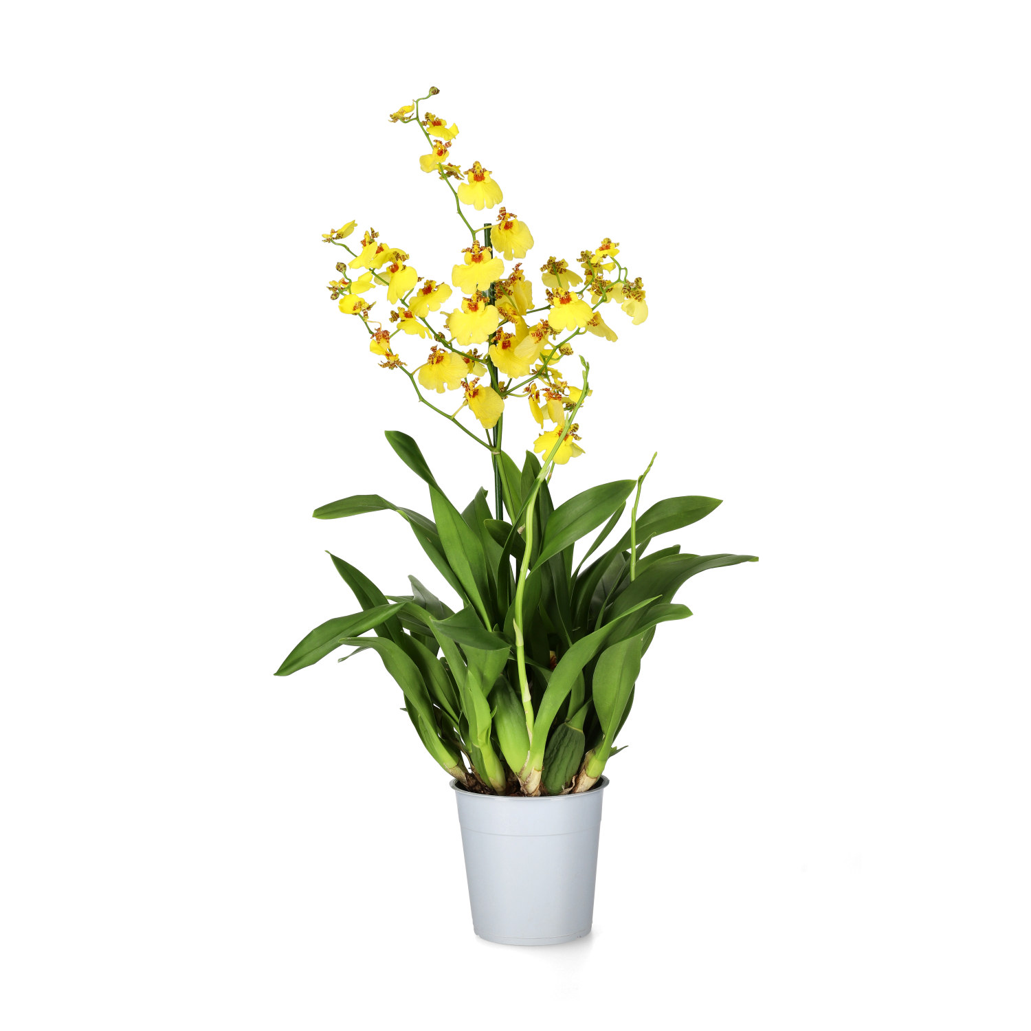 Oncidium 'Munsterland'