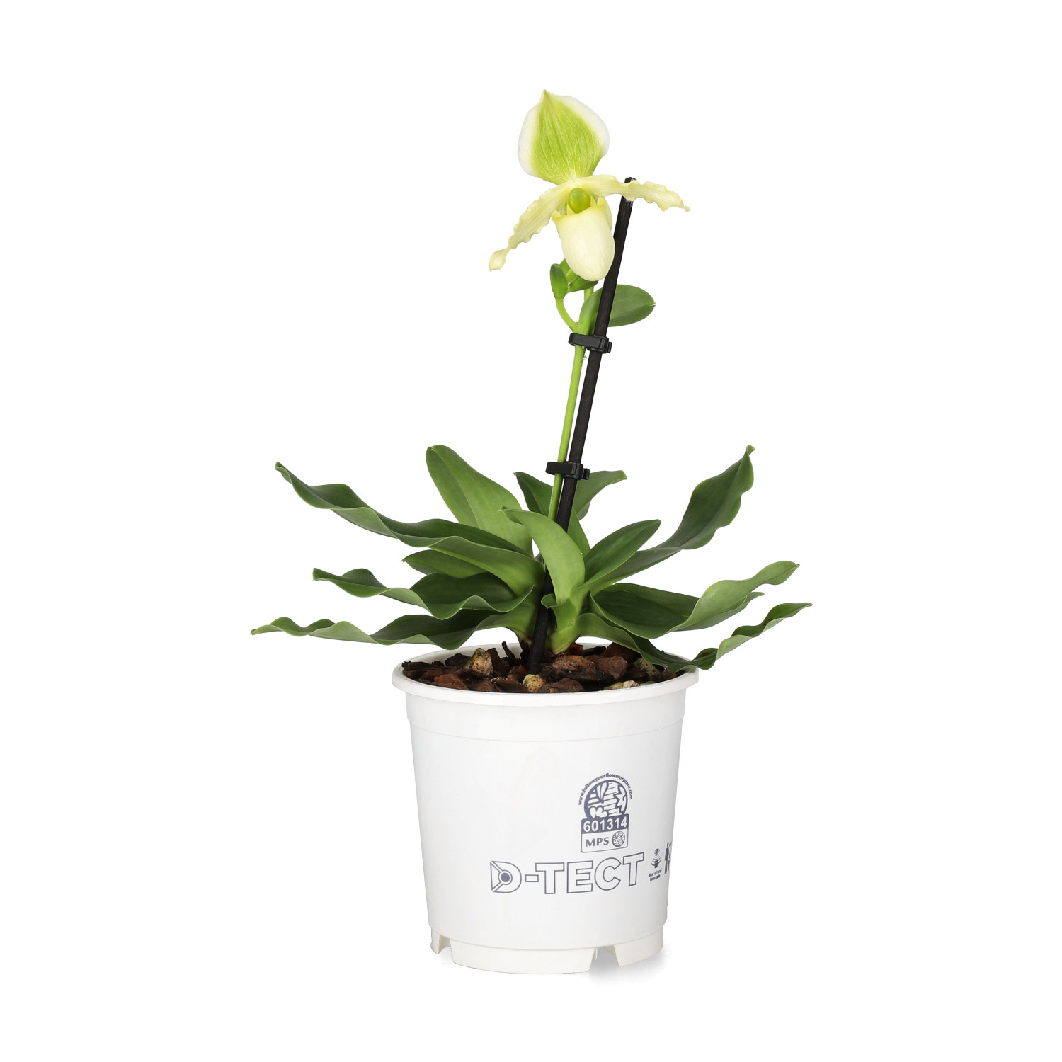 Paphiopedilum
