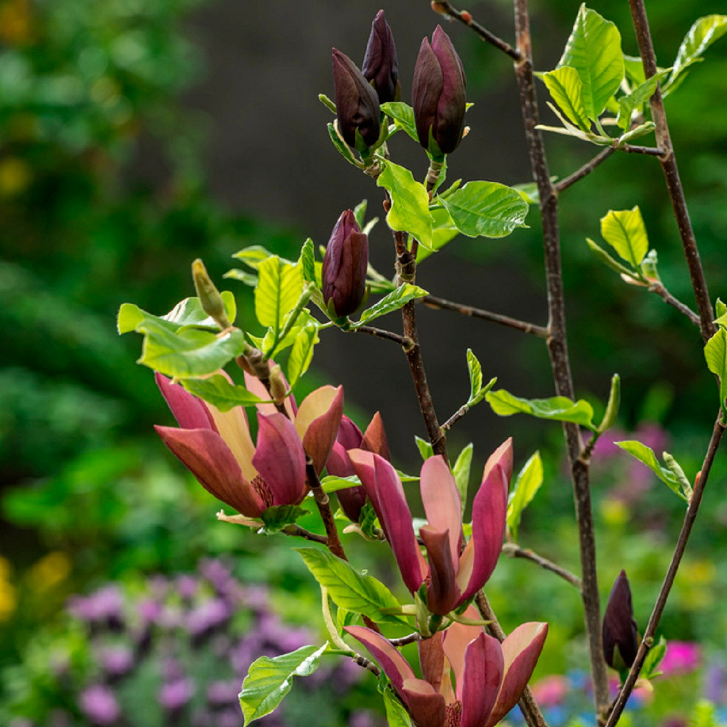 Magnolia 'Black Beauty'