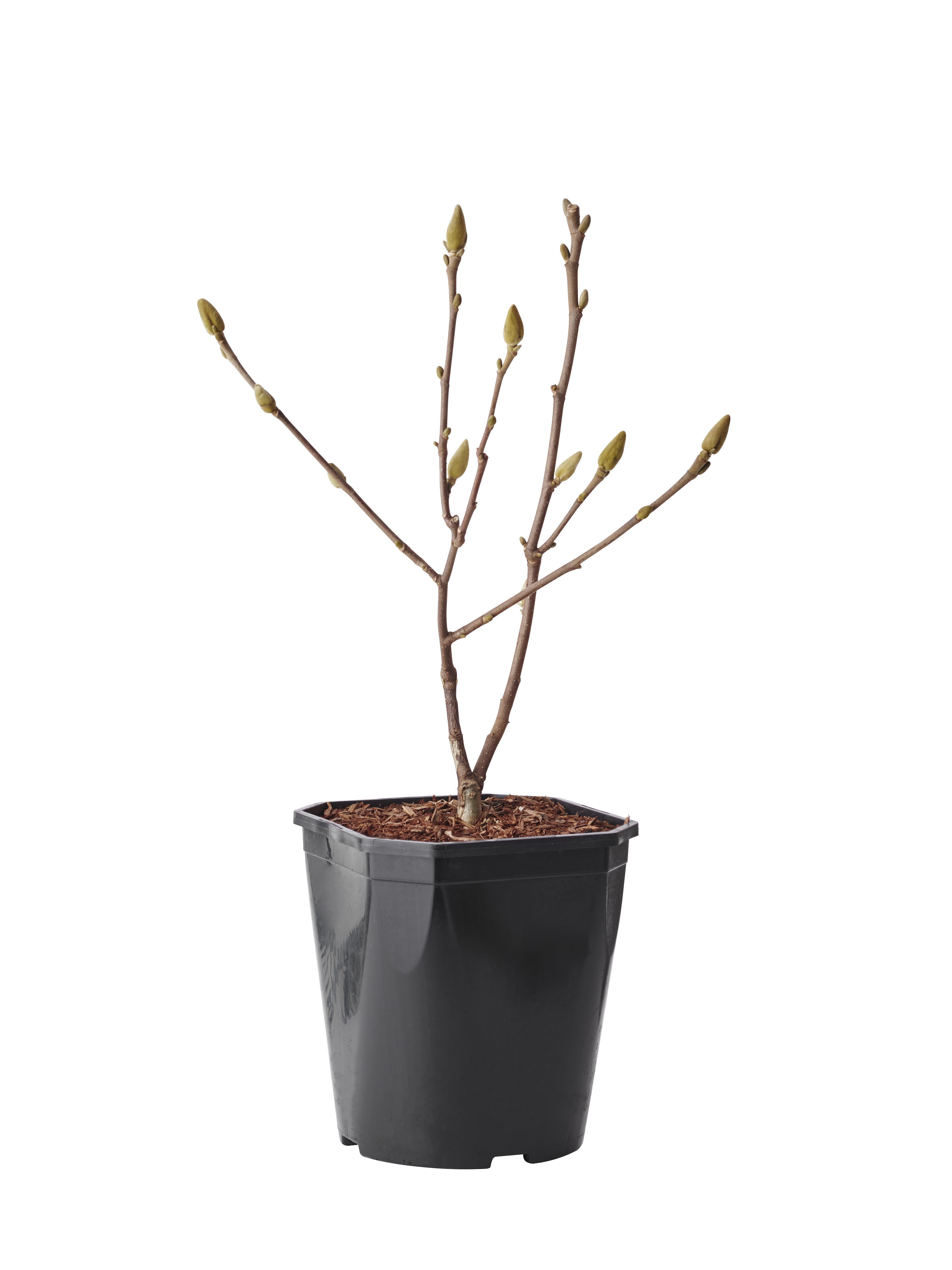 Praktmagnolia BLACK TULIP