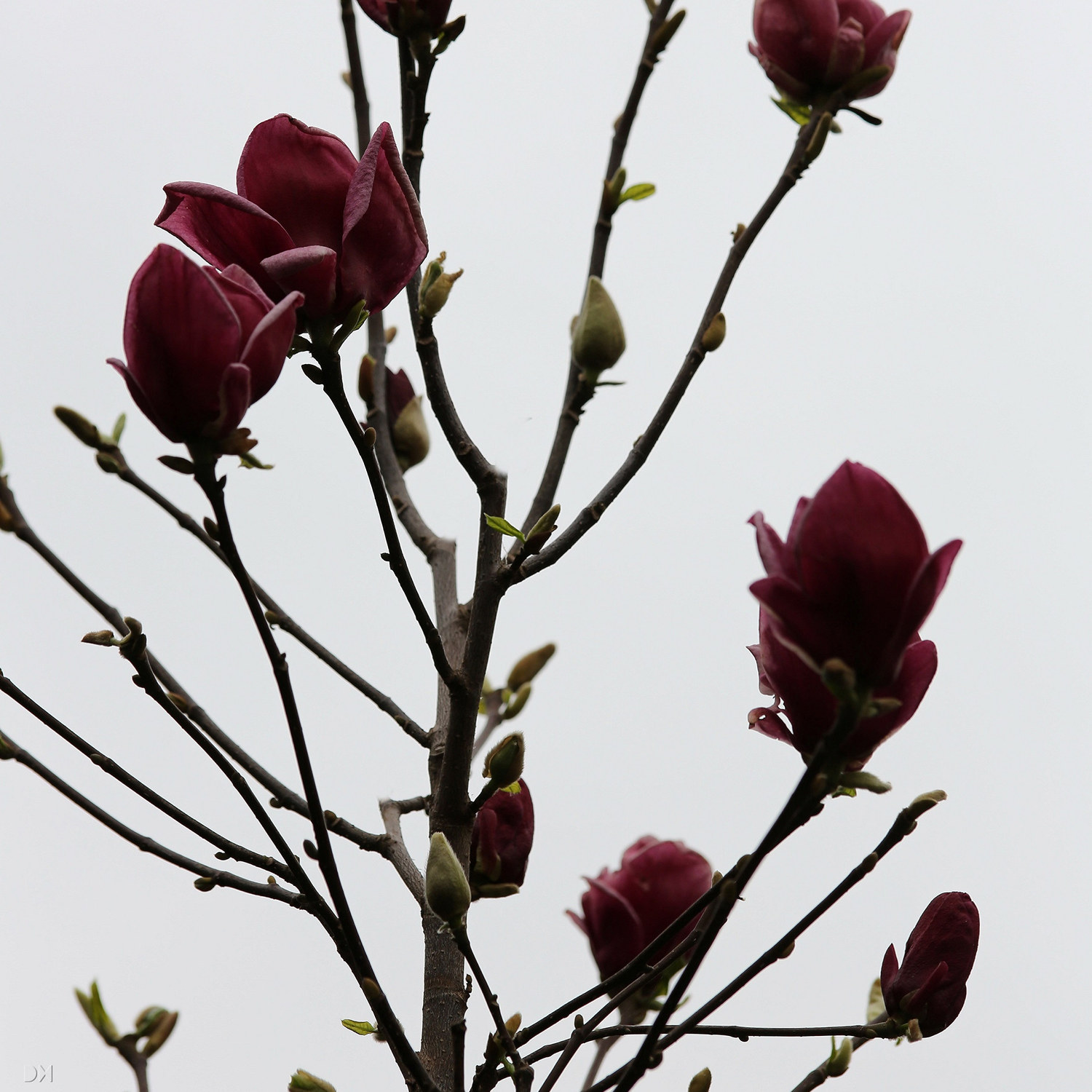 Magnolia 'Black Beauty'