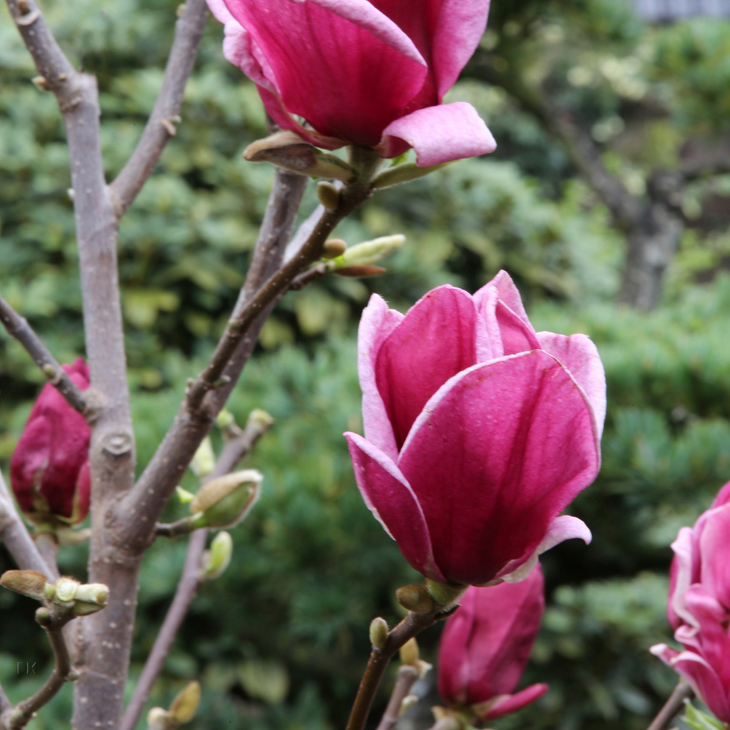 Rosenmagnolia 'Genie'