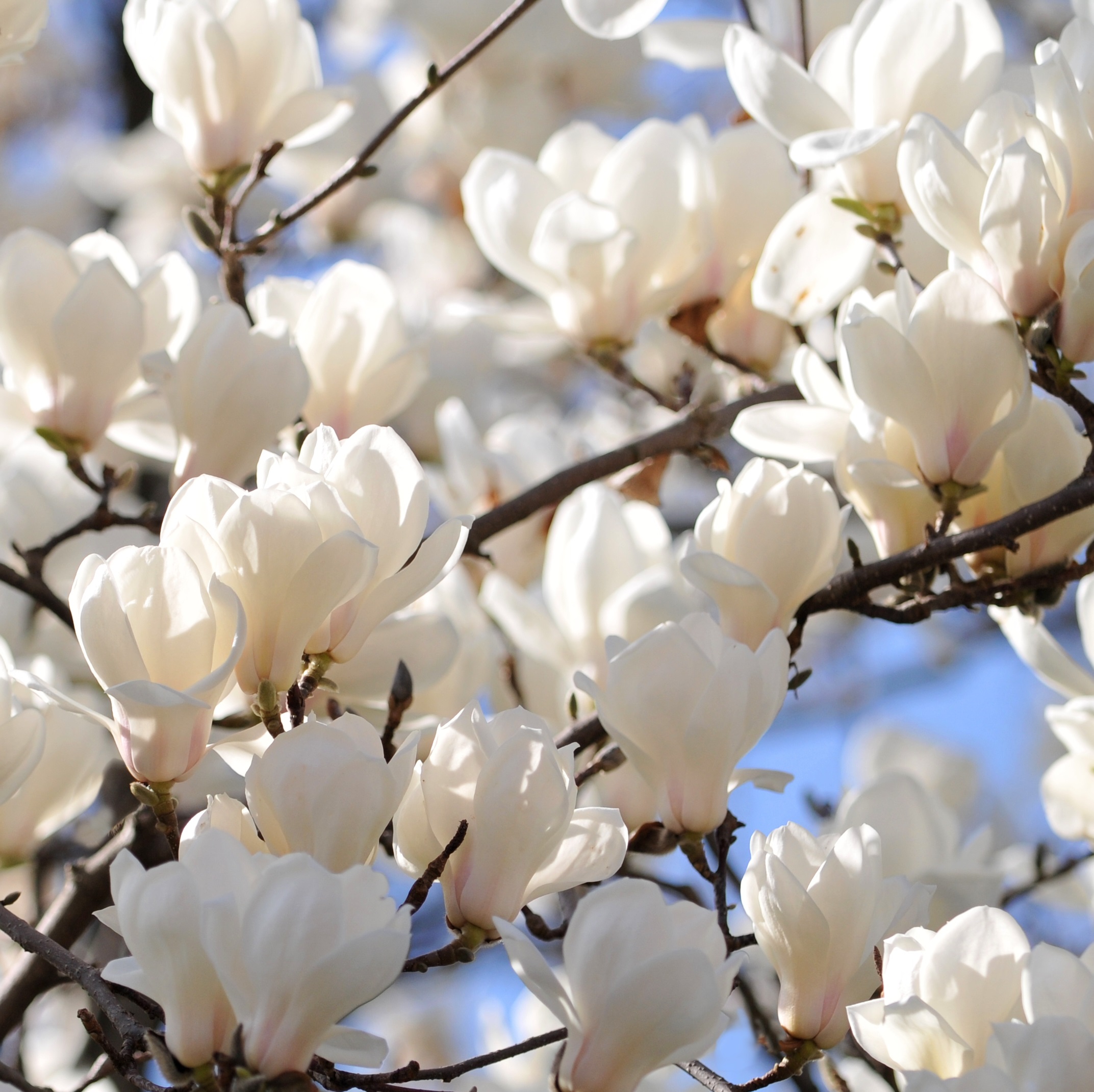 Praktmagnolia 'Alba Superba'