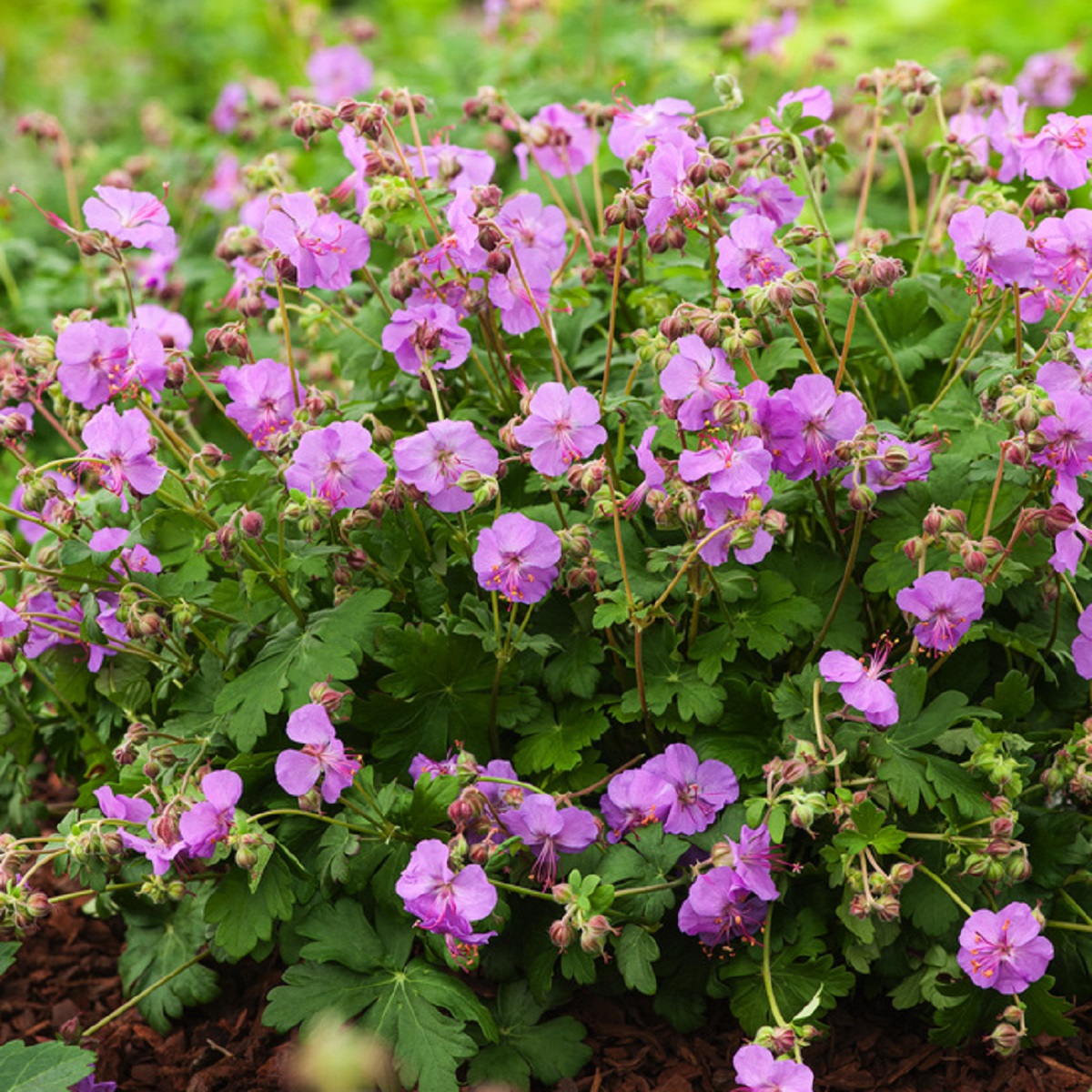 Geranium x cantabrigiense 'Karmina' 19cm