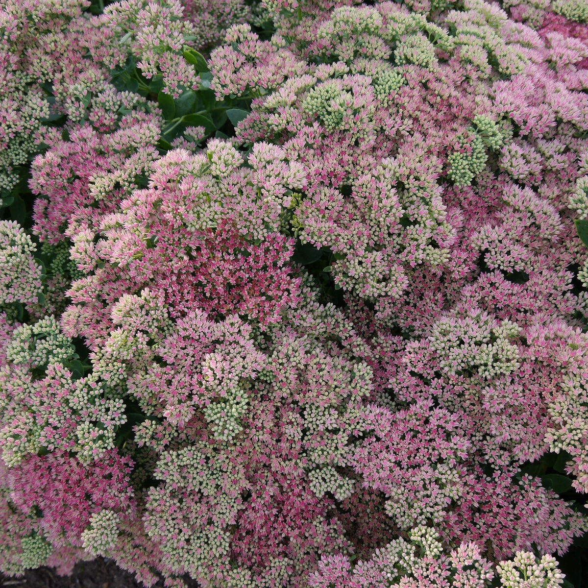 Kärleksört 'Coral Jade'
