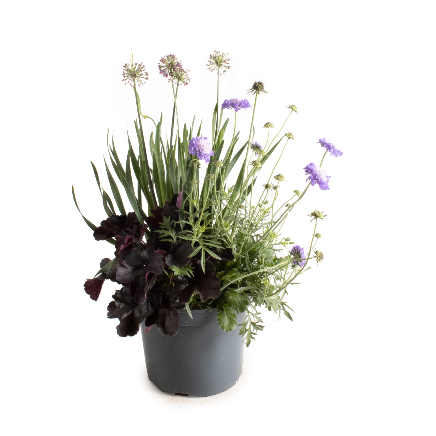 Samplantering Triple Beauty London