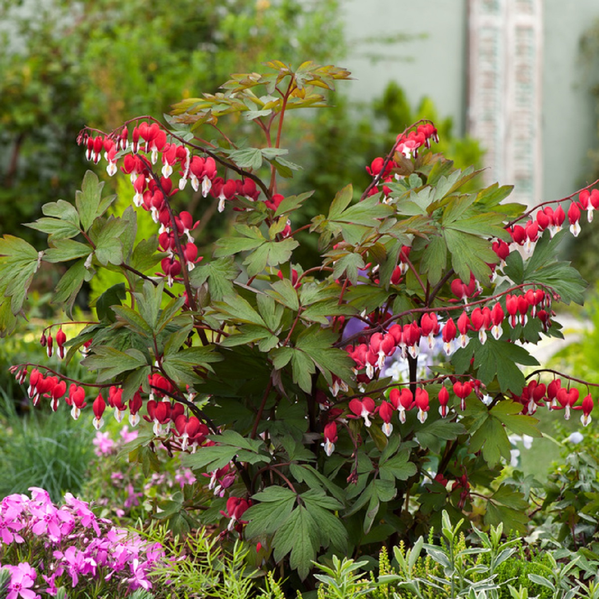 Löjtnantshjärta VALENTINE