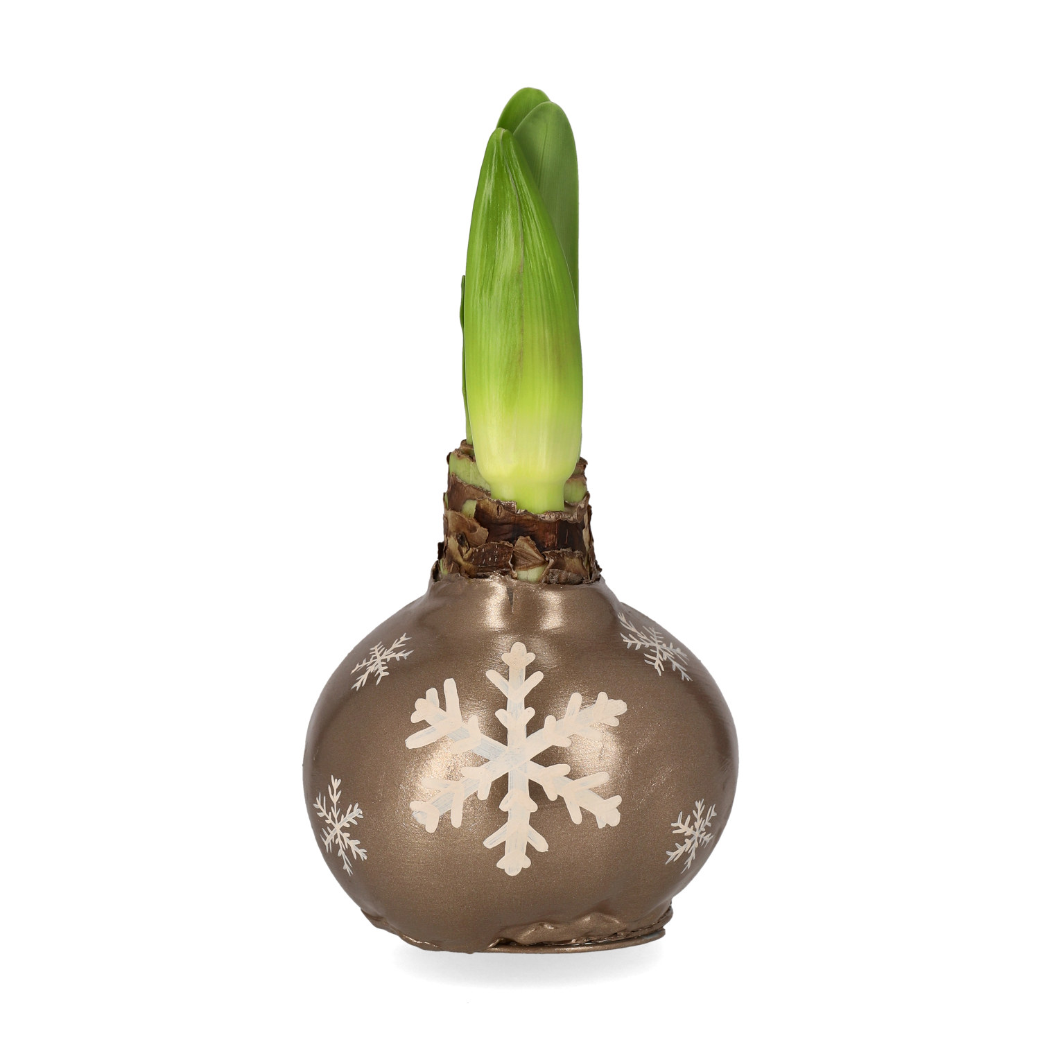 Hippeastrum Wax XXL