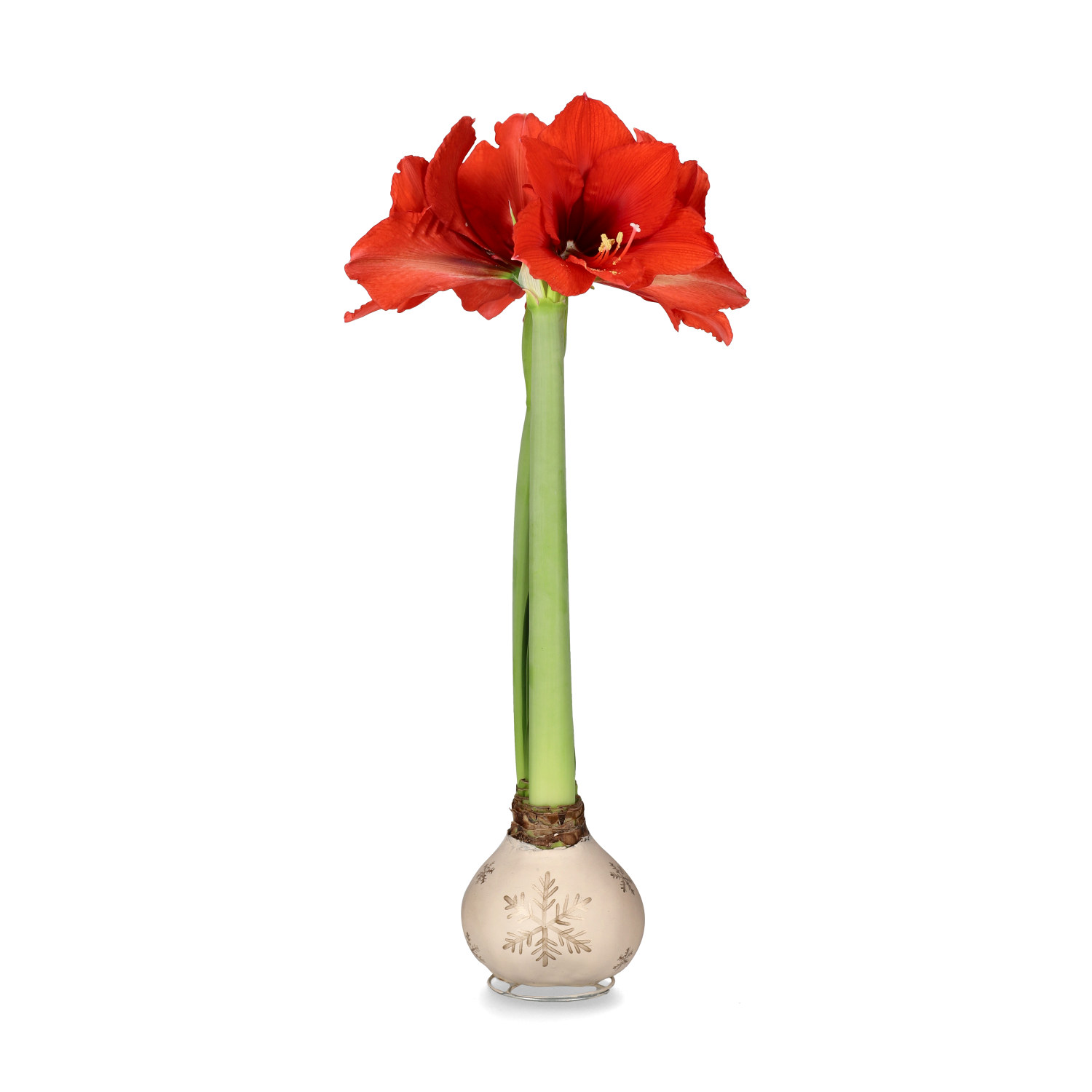 Hippeastrum Wax XXL