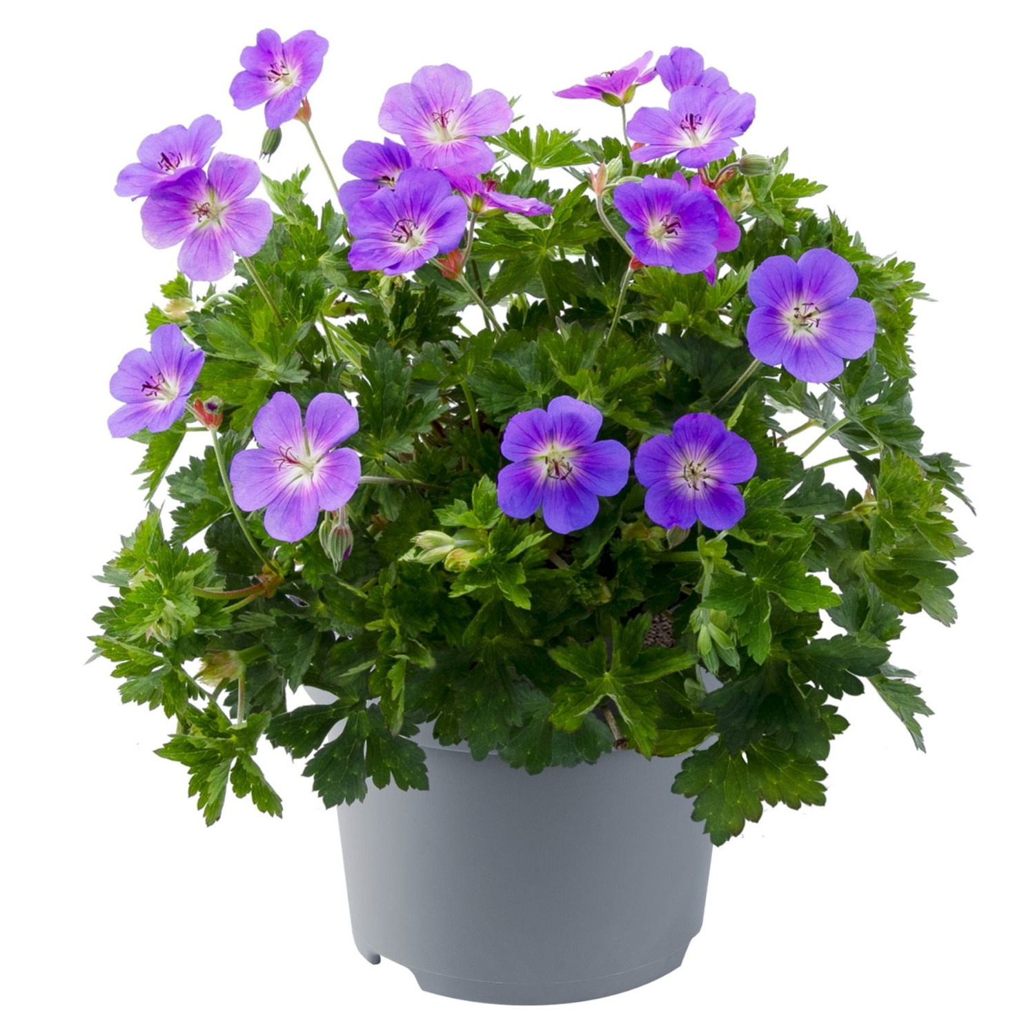 Trädgårdsnäva 'Bloom Me Away'