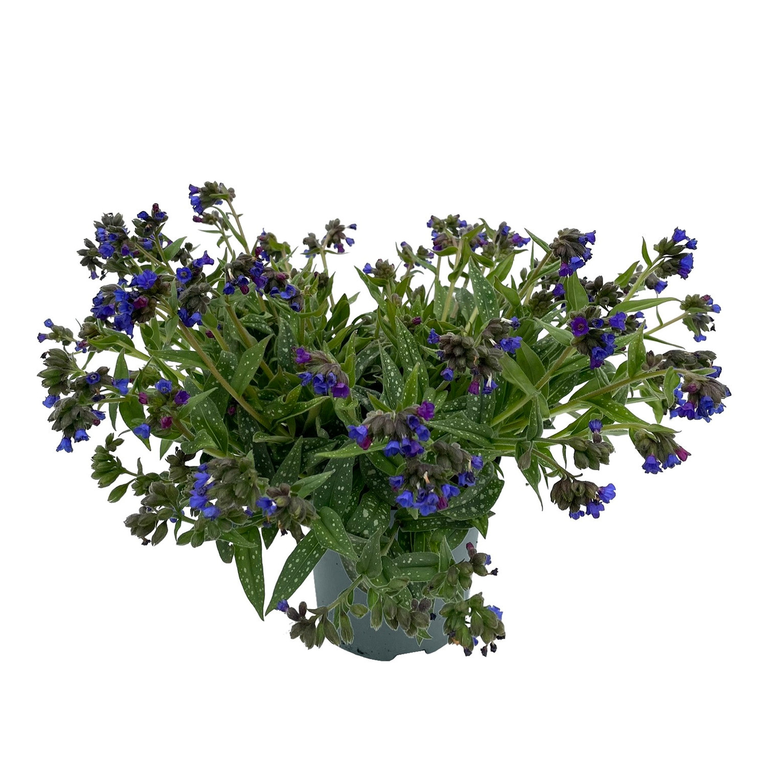 Lungört 'Miss Elly'