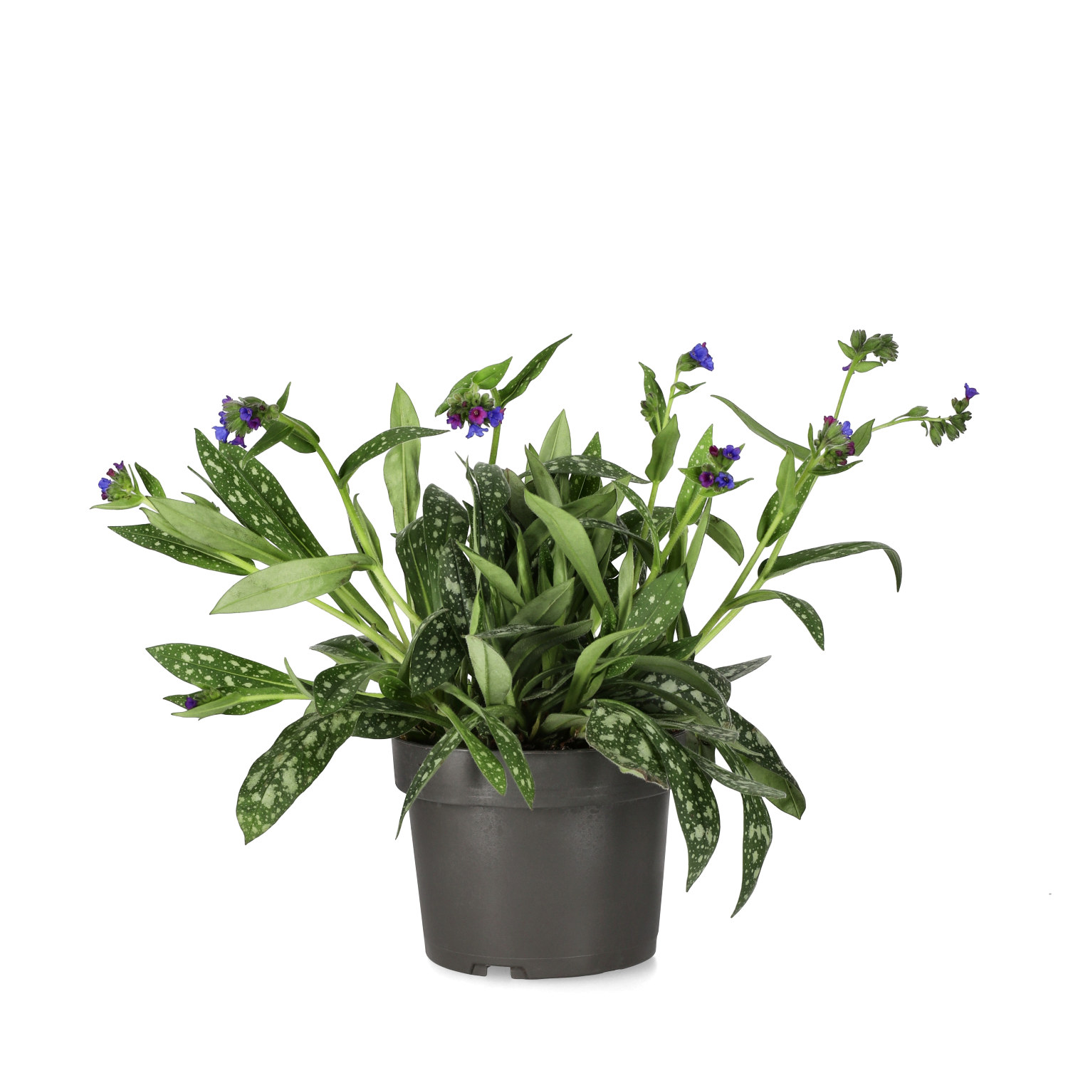 Lungört 'Miss Elly'