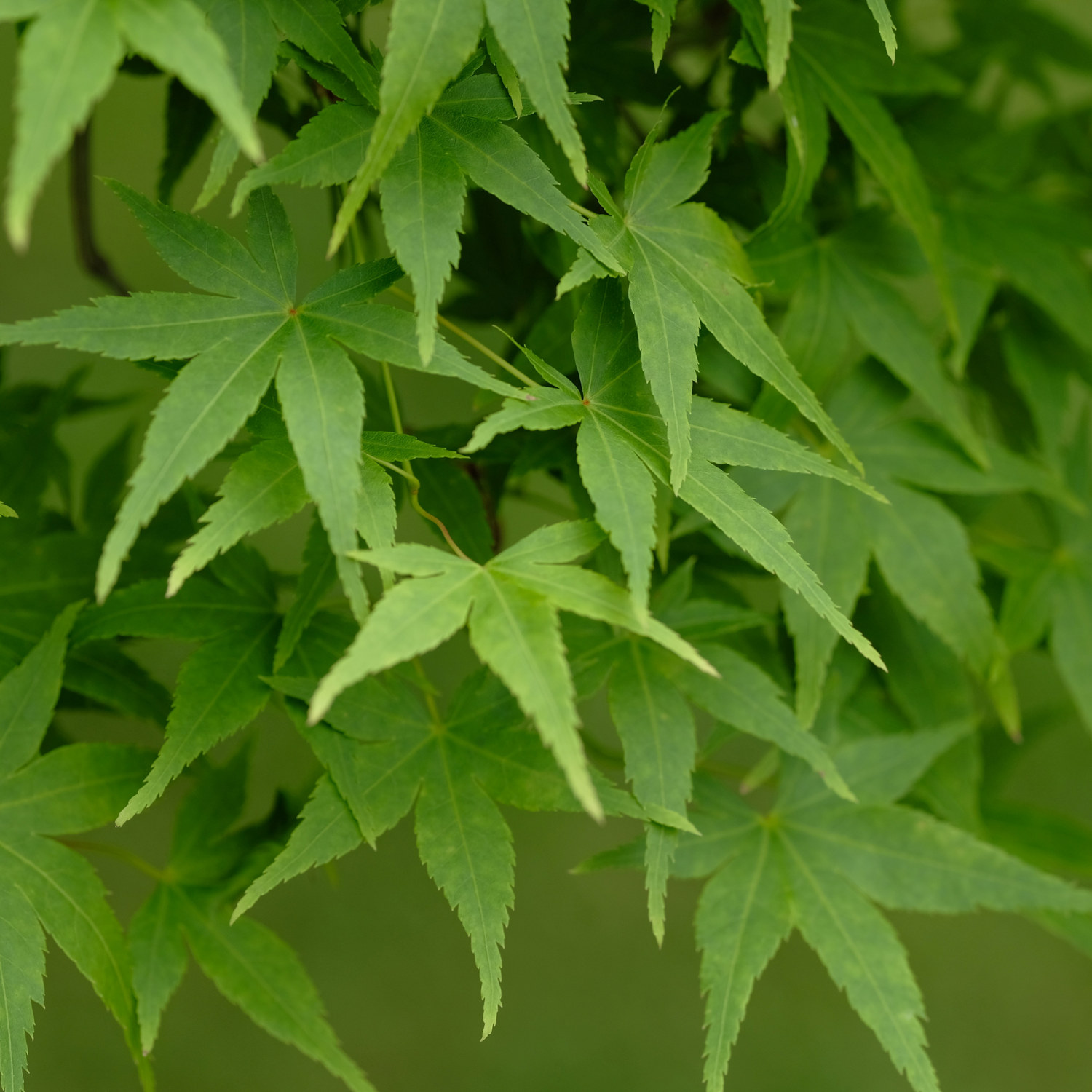 Acer palm. 'Going Green' 80-100 29cm