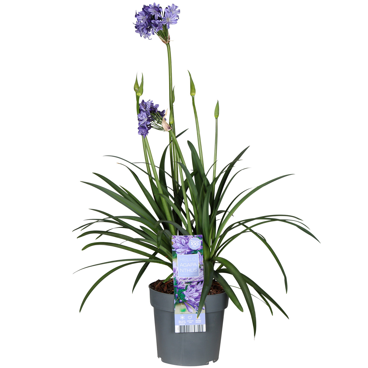 Agapanthus 'Fireworks'