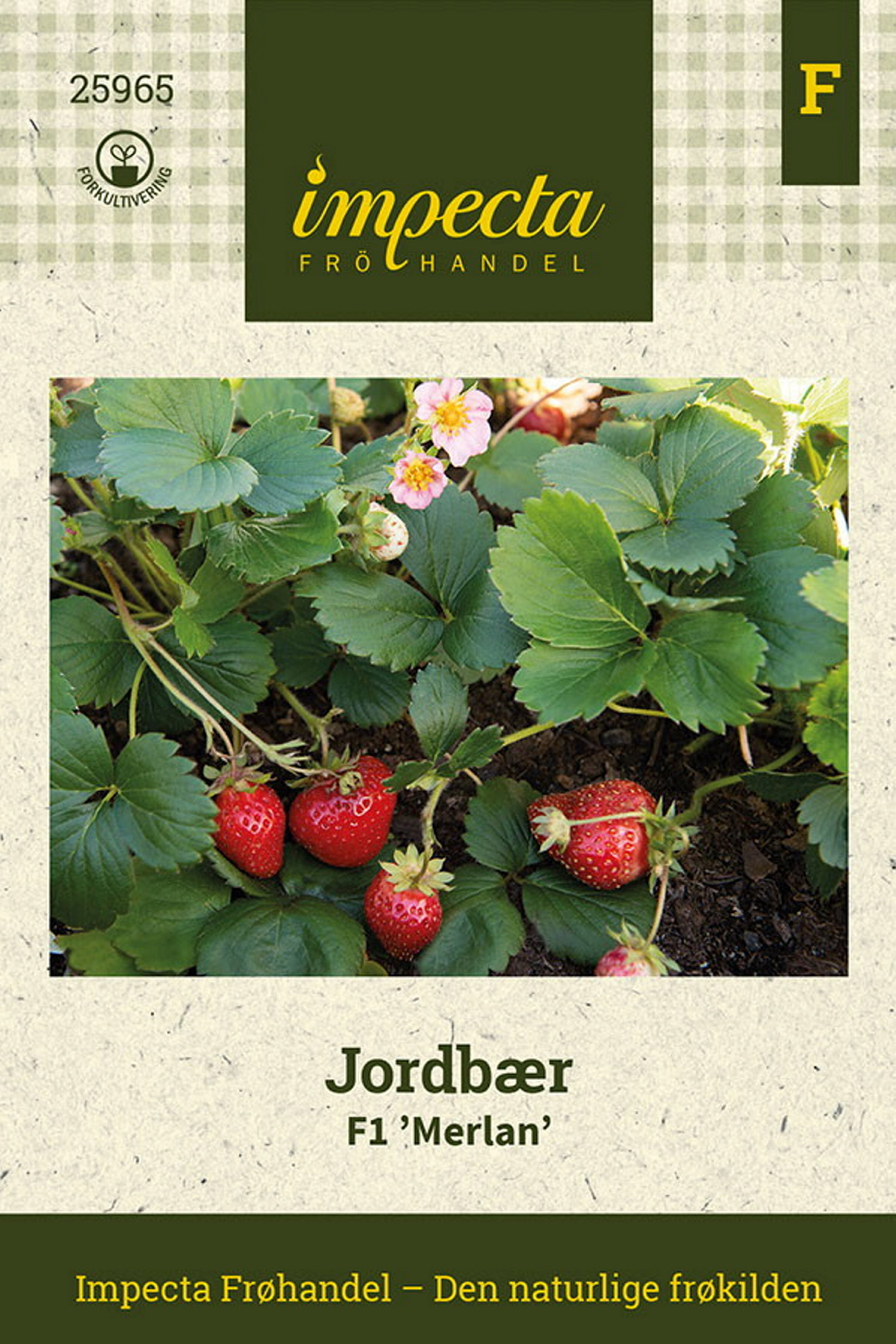 Jordbær F1 'Merlan'