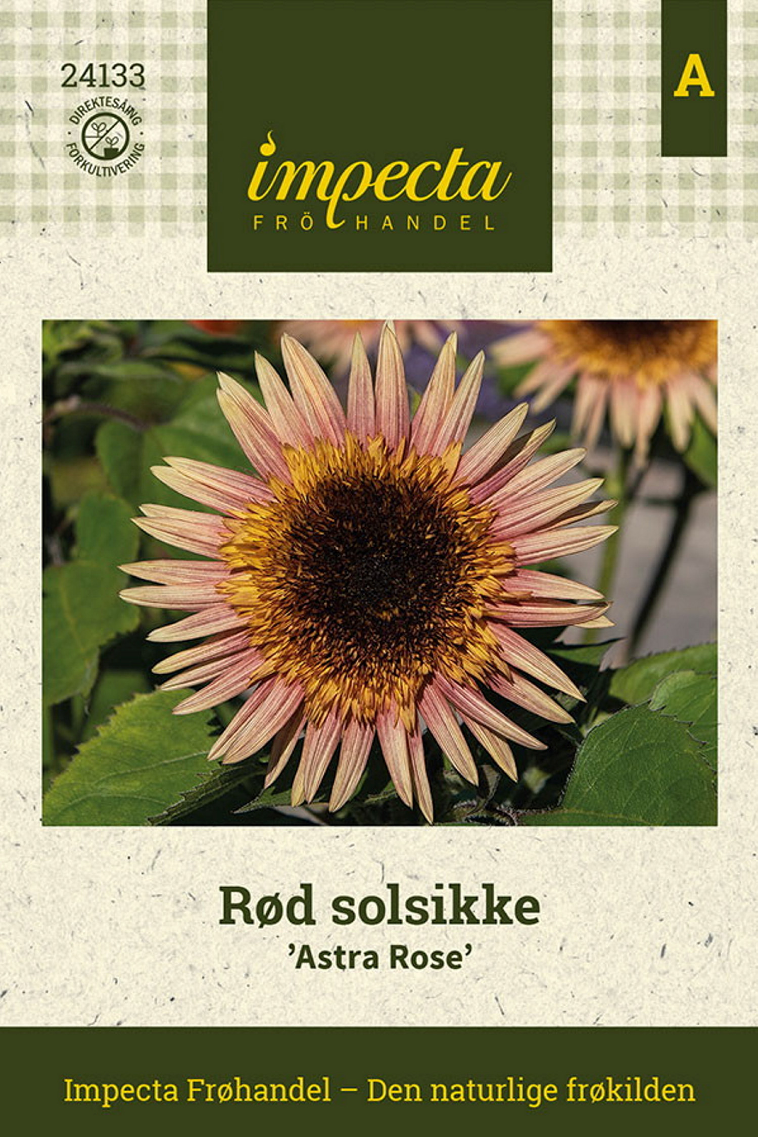 Rød solsikke 'Astra Rose'