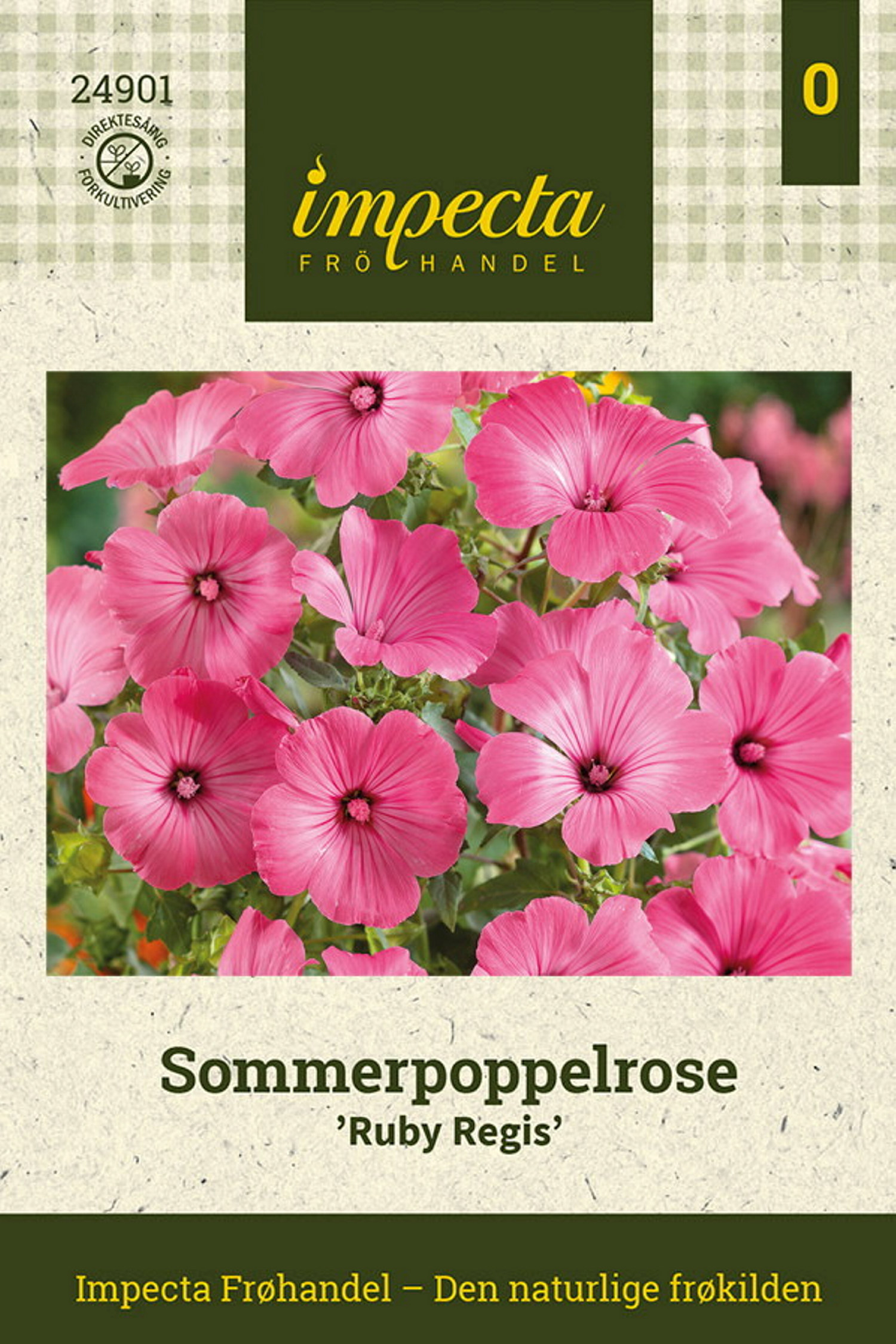 Sommerpoppelrose 'Ruby Regis'