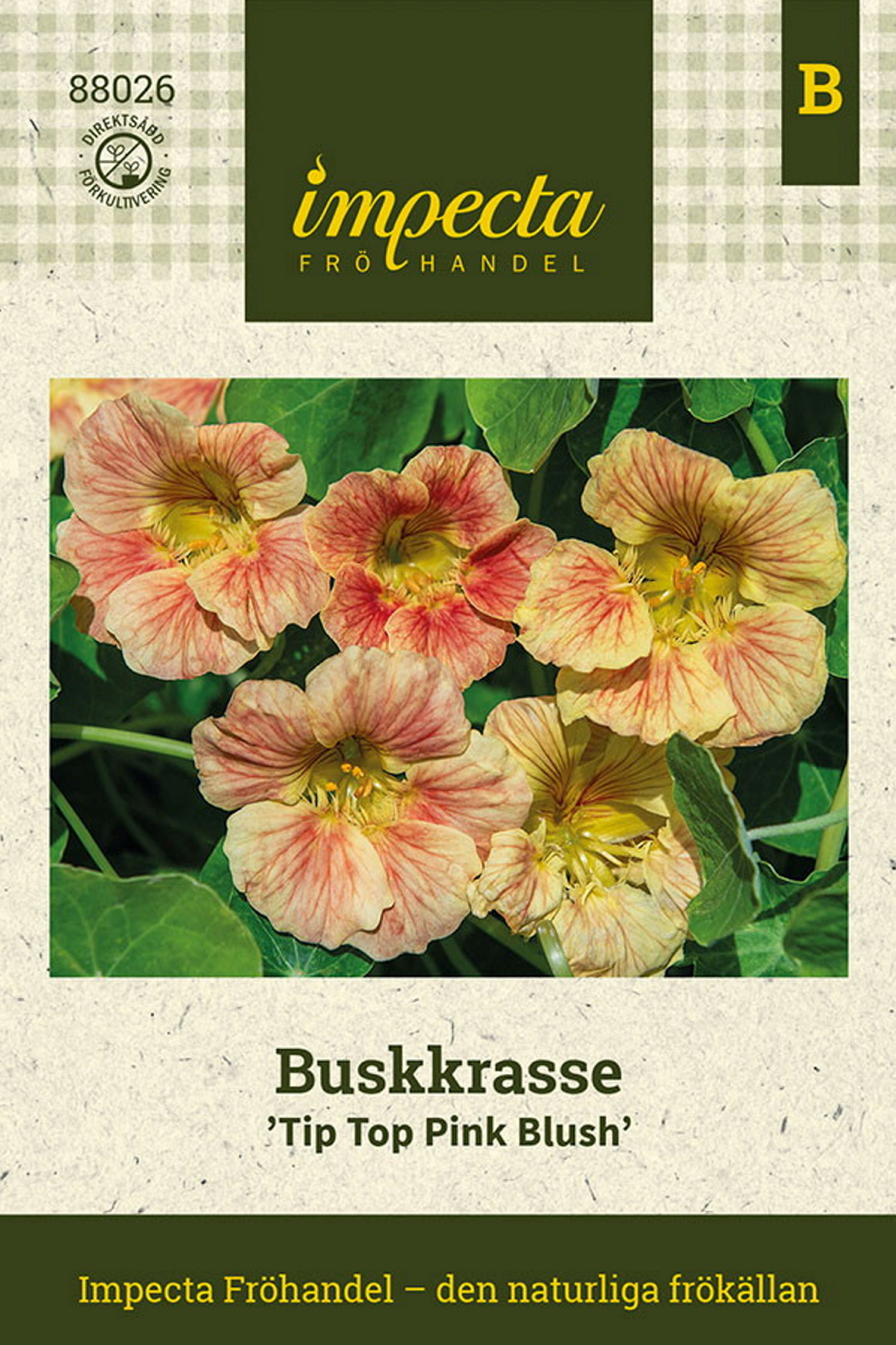 Buskkarse 'Tip Top Pink Blush'