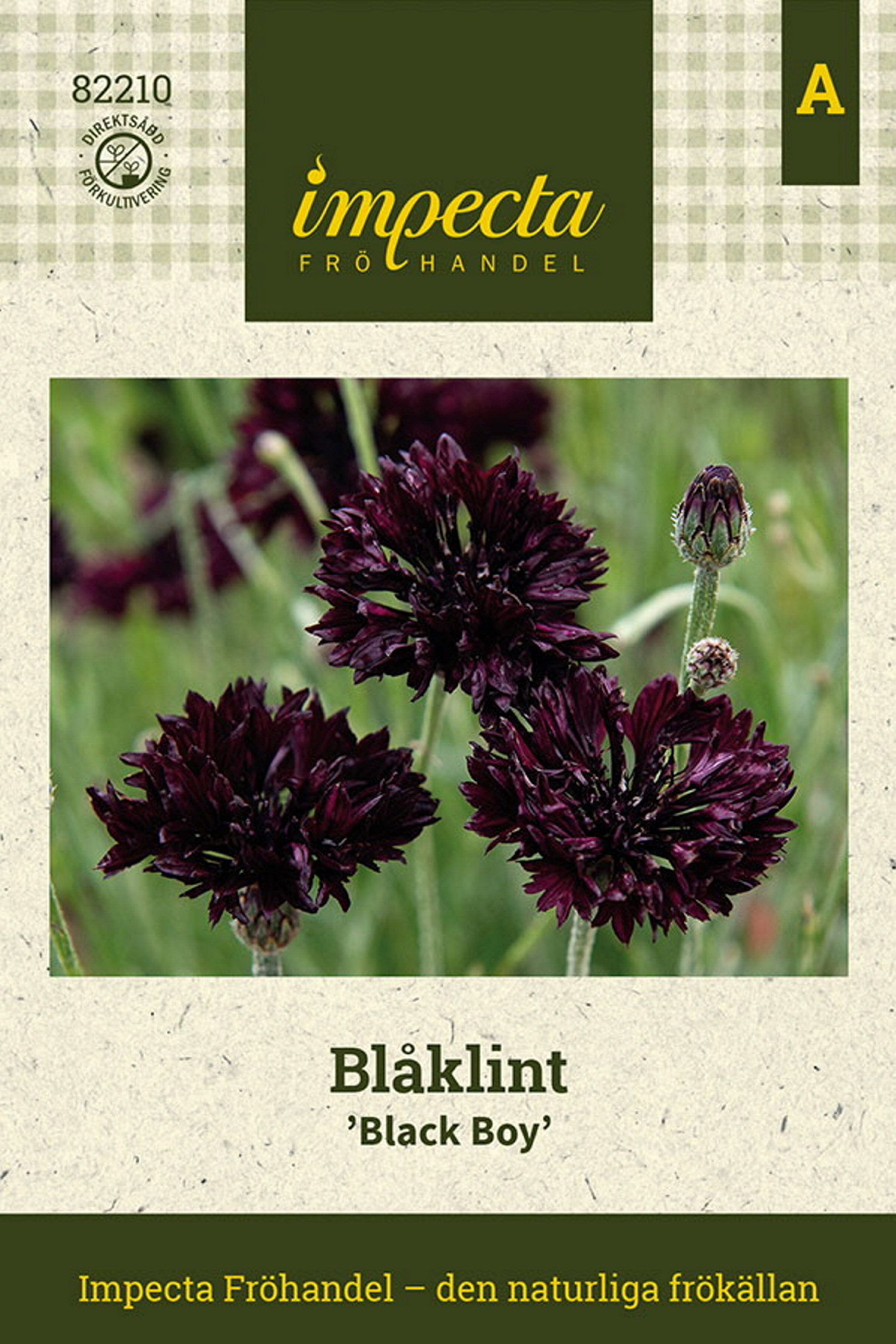 Blåklint 'Black Boy'