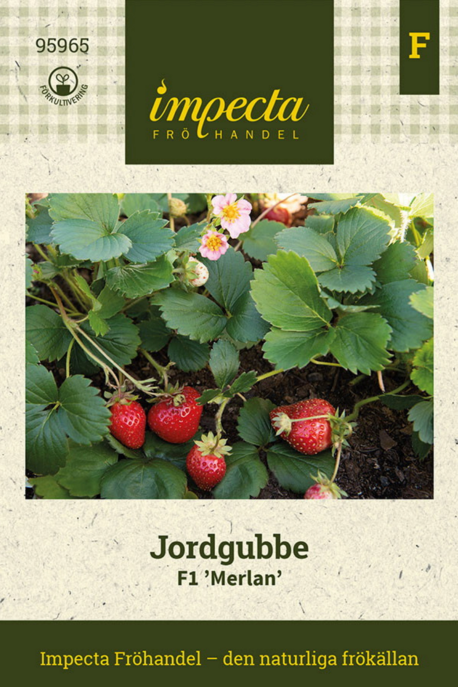 Jordgubbe F1 'Merlan'