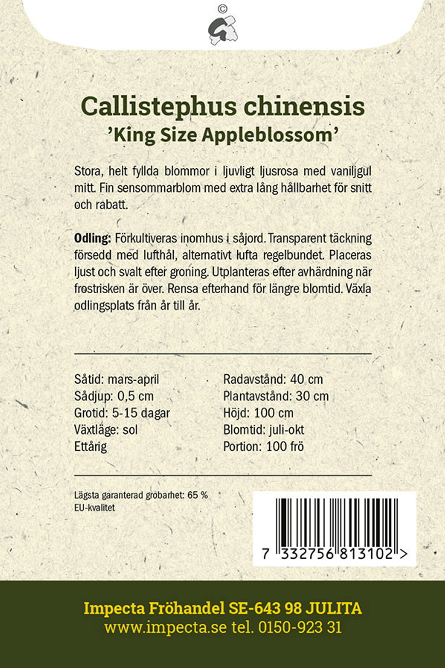 Sommaraster 'King Size Appleblossom'
