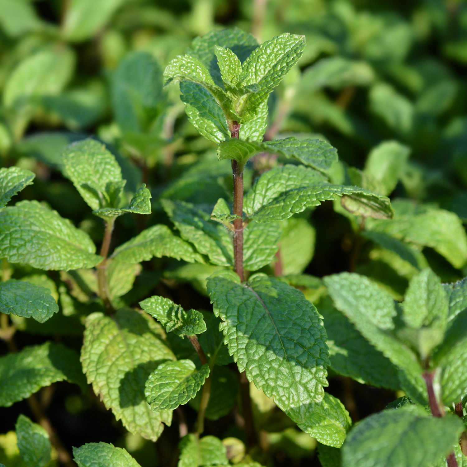 TEA Mentha spicata 'Moroccan'