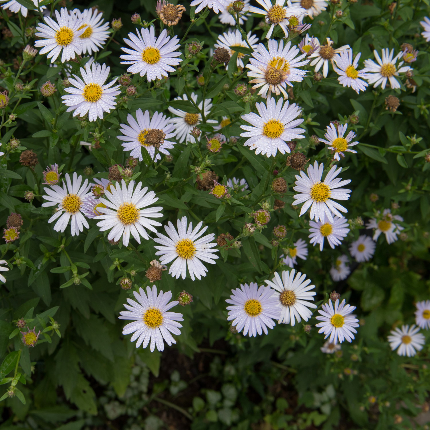 Fjærasters 'Madiva'