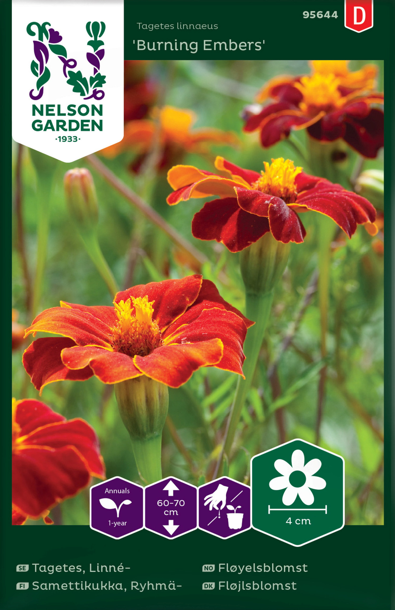 Linnétagetes 'Burning Embers'