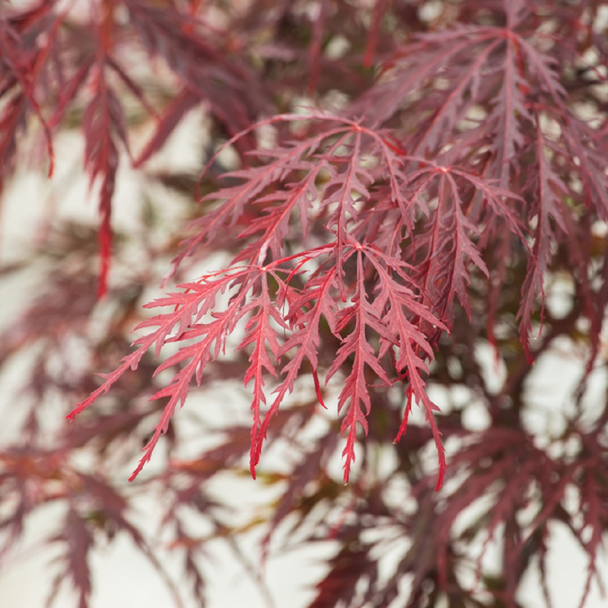 Acer palmatum 'Dissectum Garnet' 40cm+ 19cm