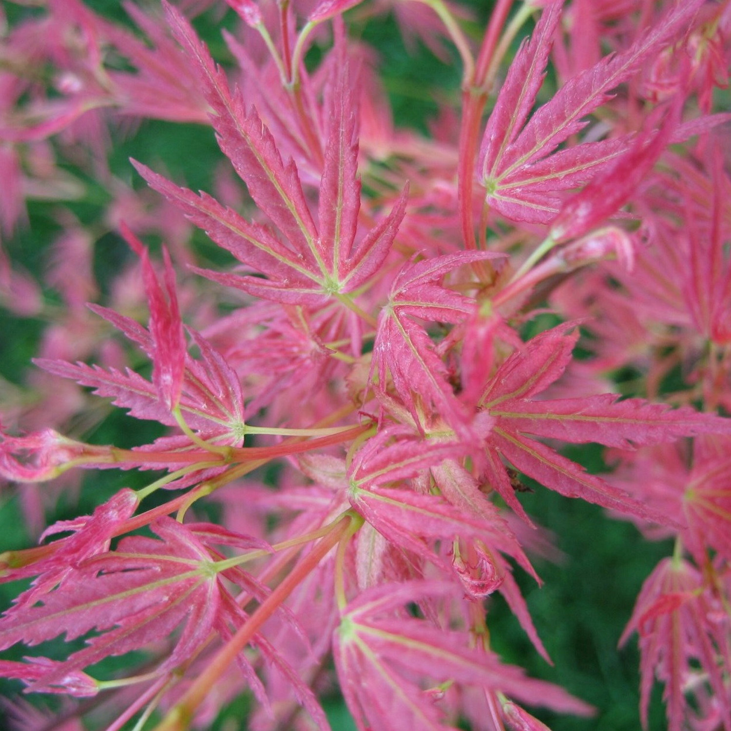 Acer palmatum 'Wilson's Pink Dwarf' Japanese Maple