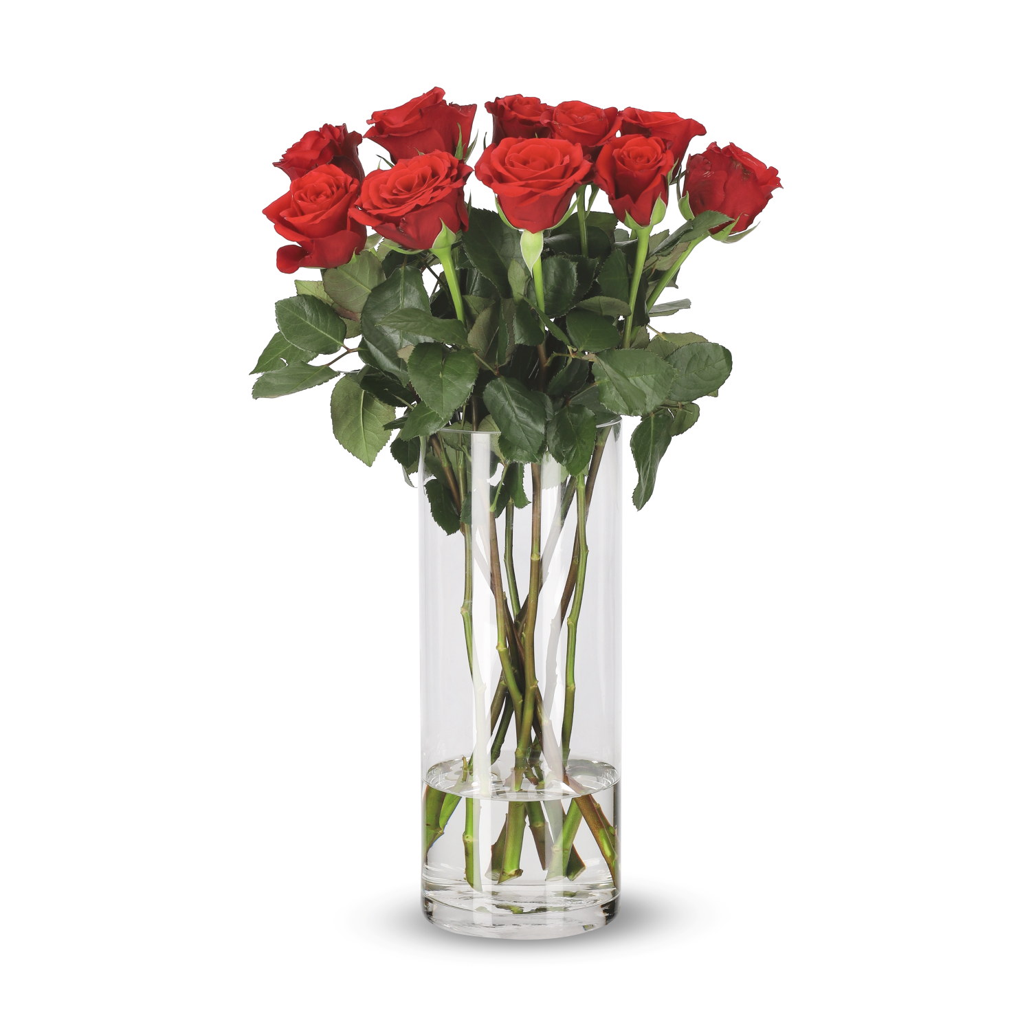 Rosa Red 10 pk 50 cm