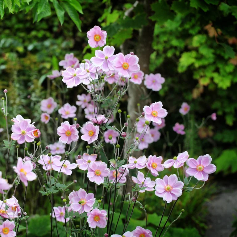 Silvrig Höstanemon Robustissima