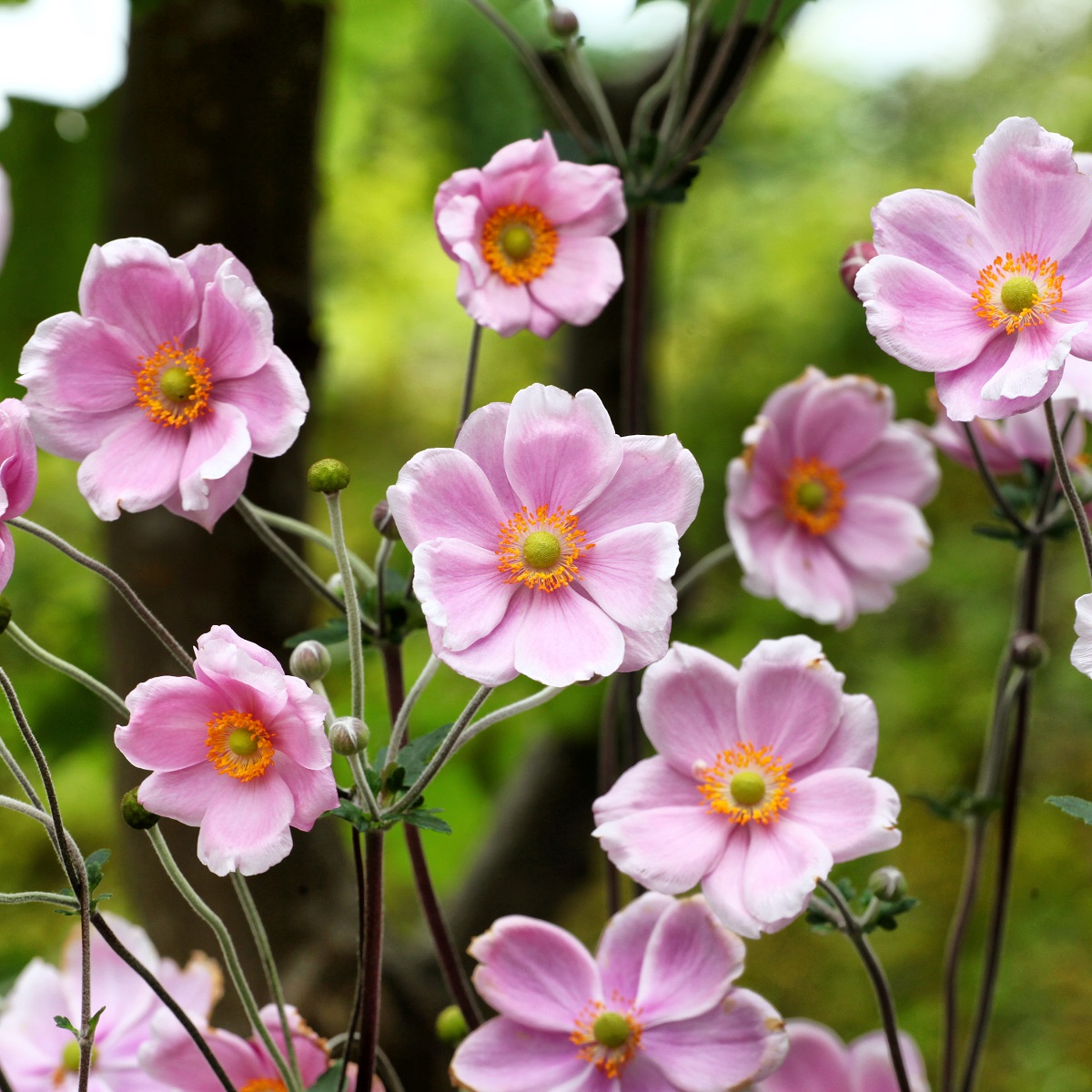 Silvrig höstanemon 'Robustissima'