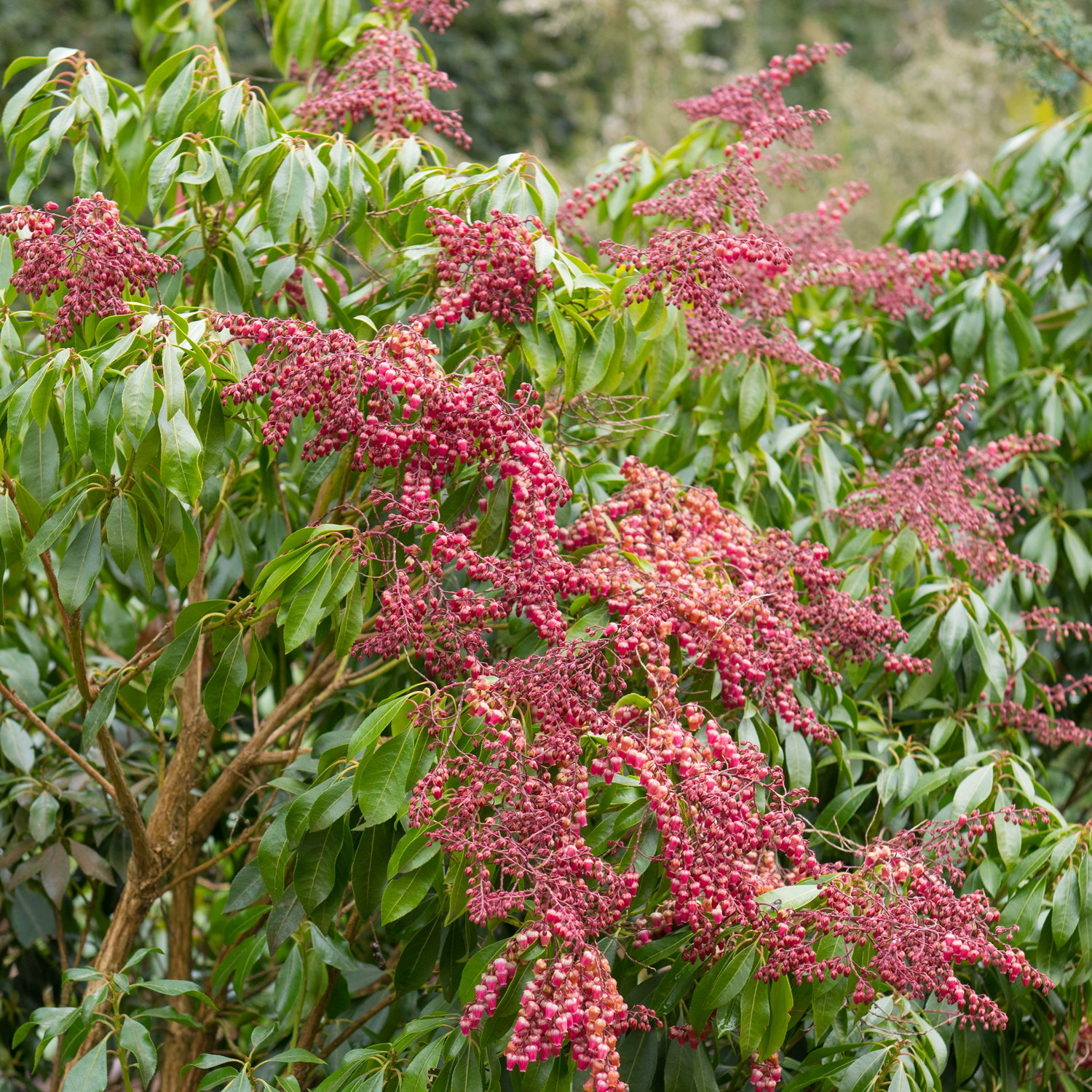Pieris japonica 'Valley Valentine' 20cm