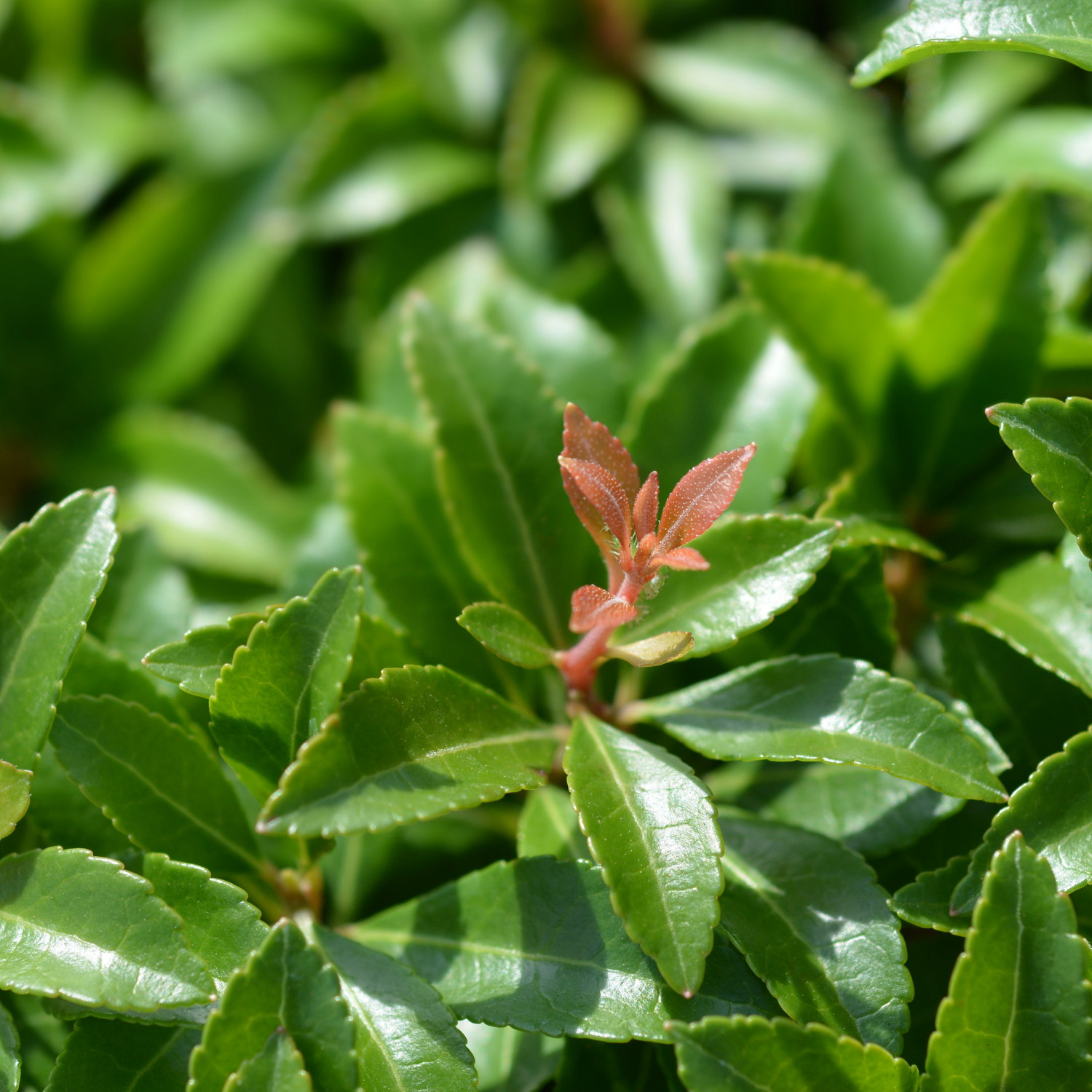 Pieris japonica 'Little Heath Green' 20cm