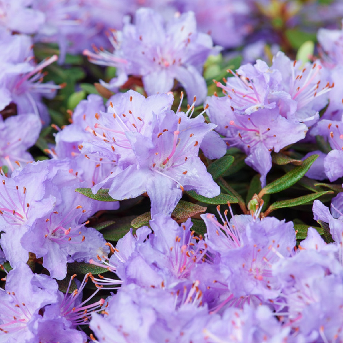 Rododendron 'Ramapo'