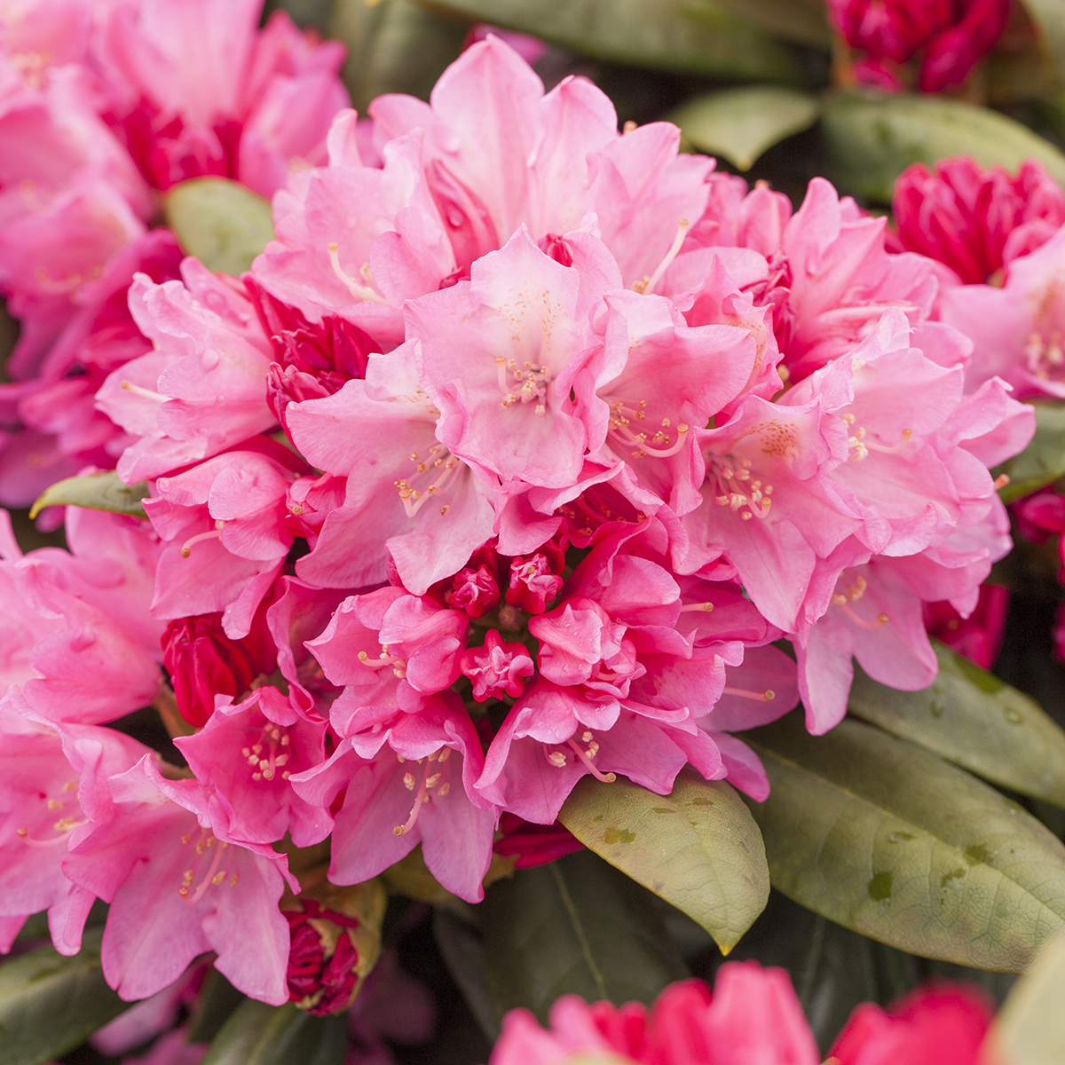 Rhododendron yak.'Polaris' 23cm