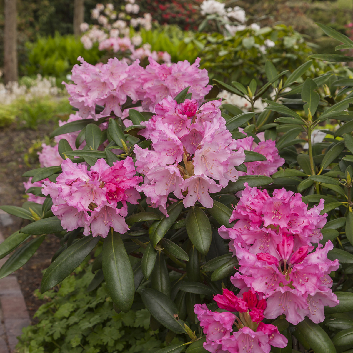 Rododendron 'Kalinka'