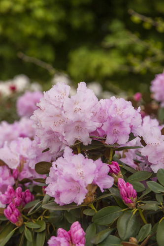Rhododendron yak.'Silberwolke' 23cm