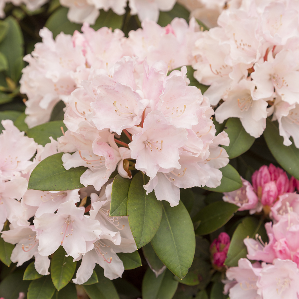 Rododendron 'Dreamland'
