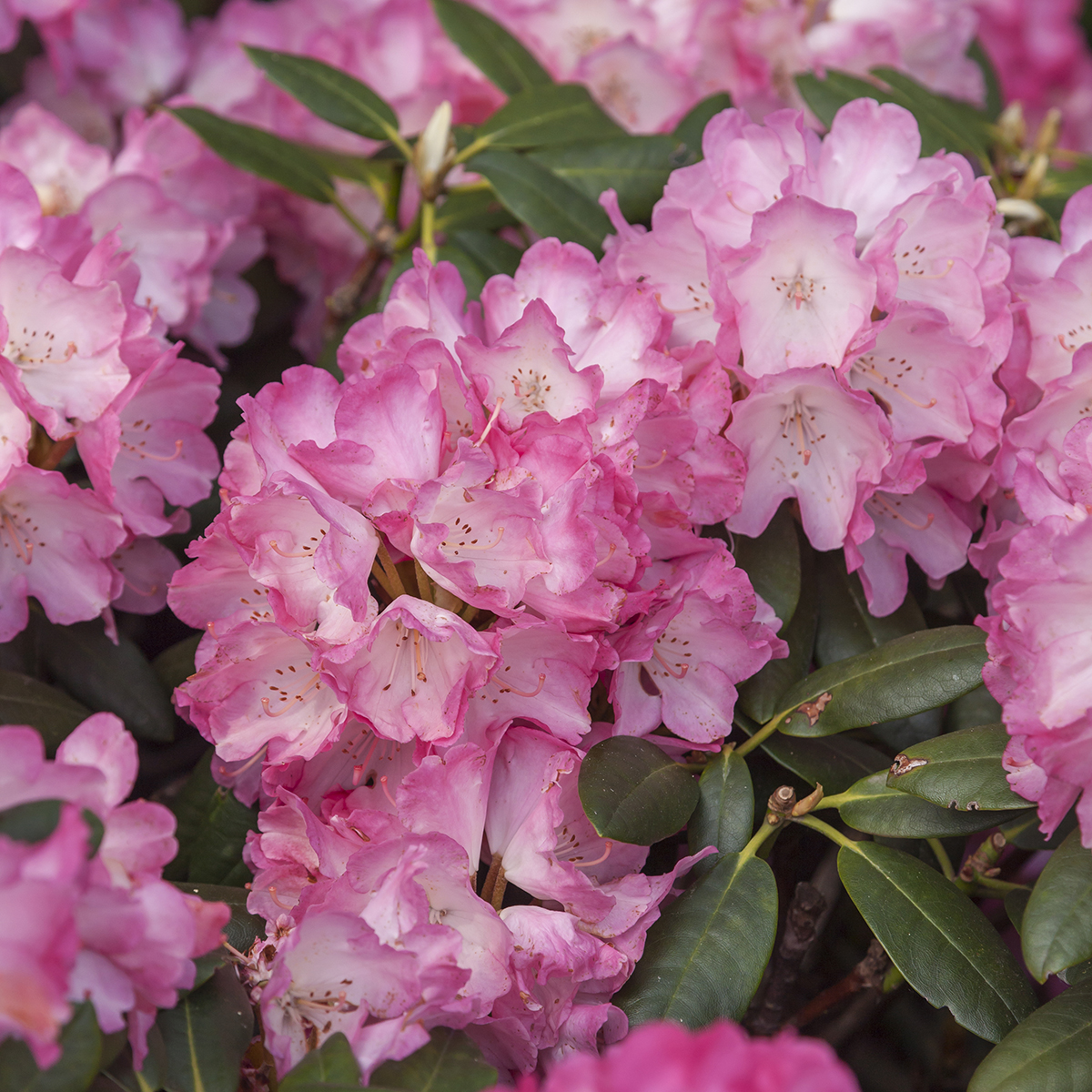 Rhododendron yak.'Fantastica' 23cm