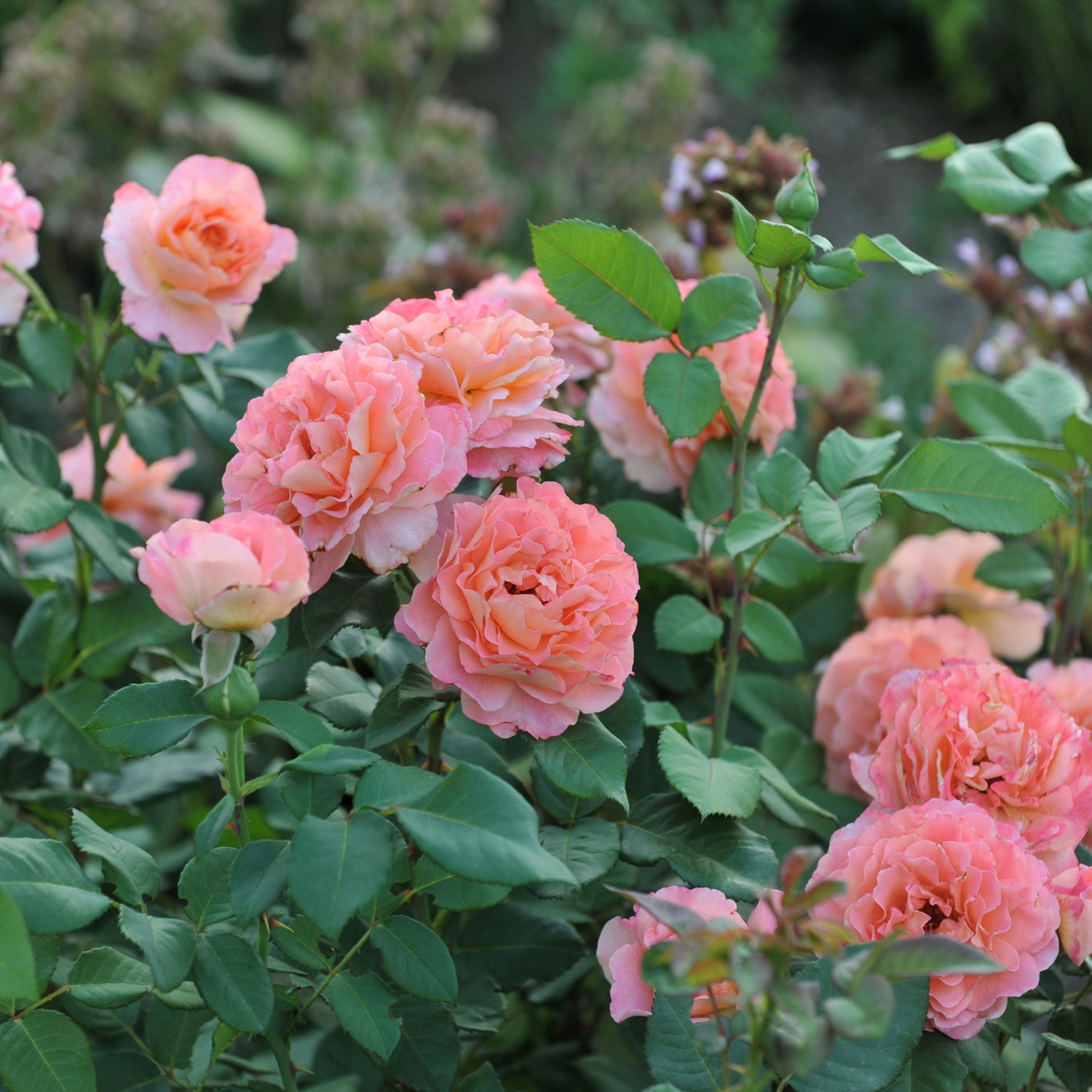 Stilkrose AUGUSTA LUISE®