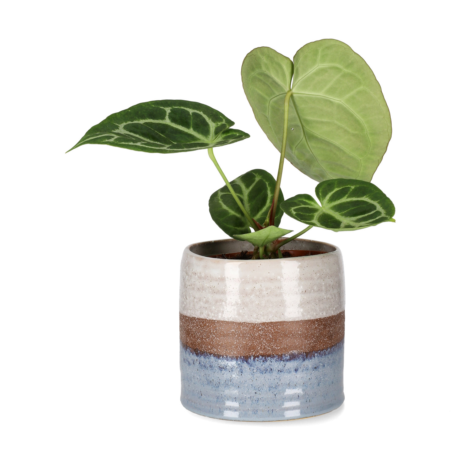 Anthurium 'Silver Blush'