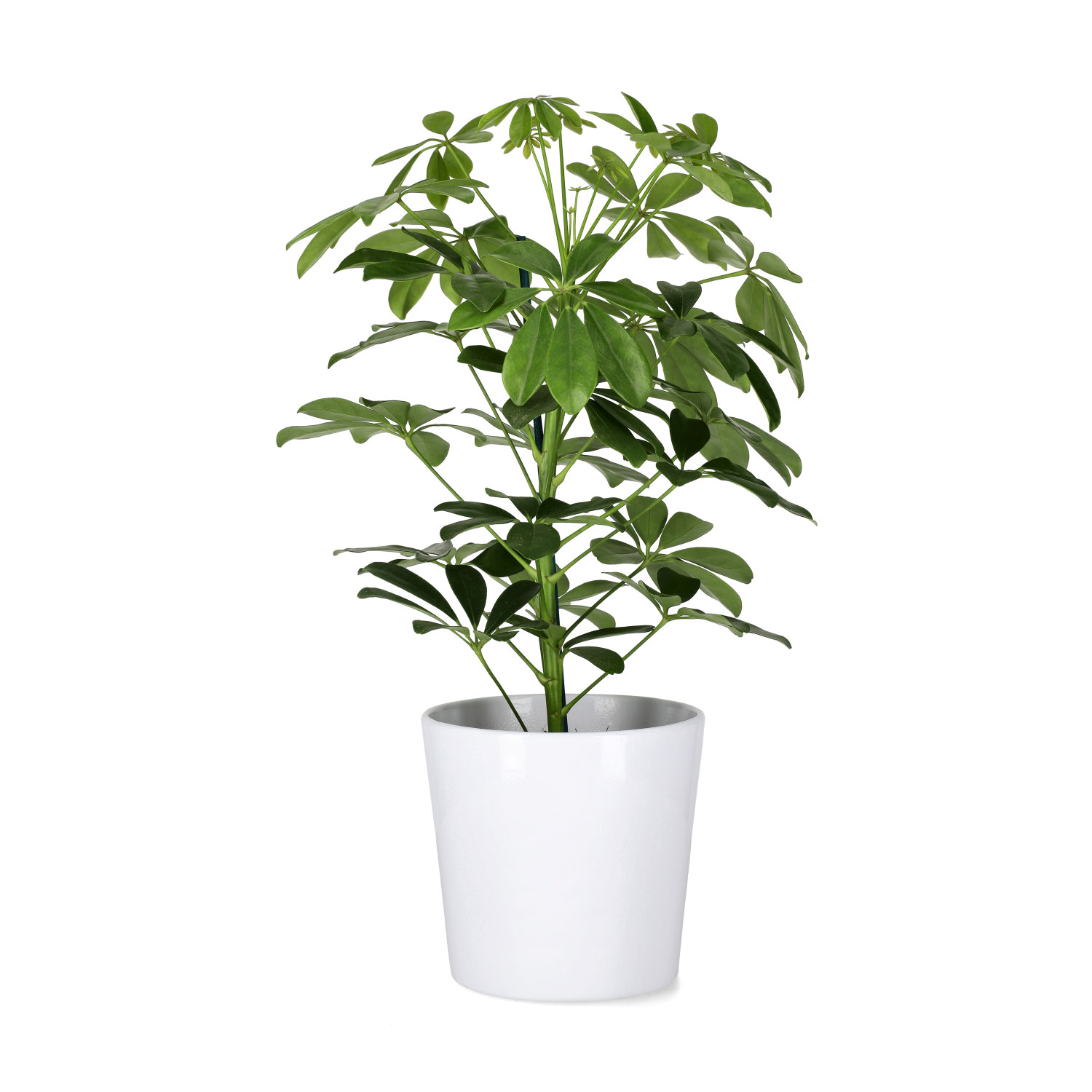 Paraplyaralia 'Nora'