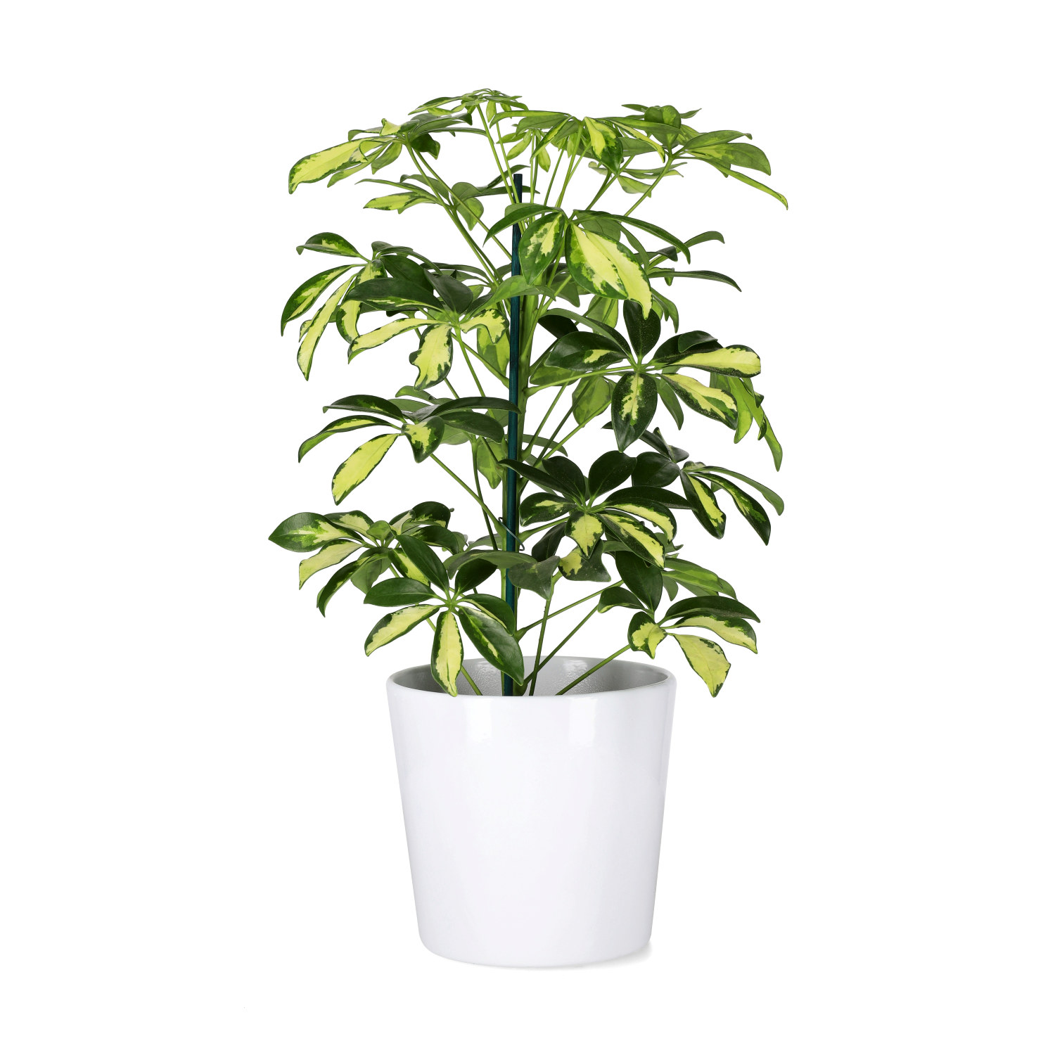 Paraplyaralia 'Gerda'