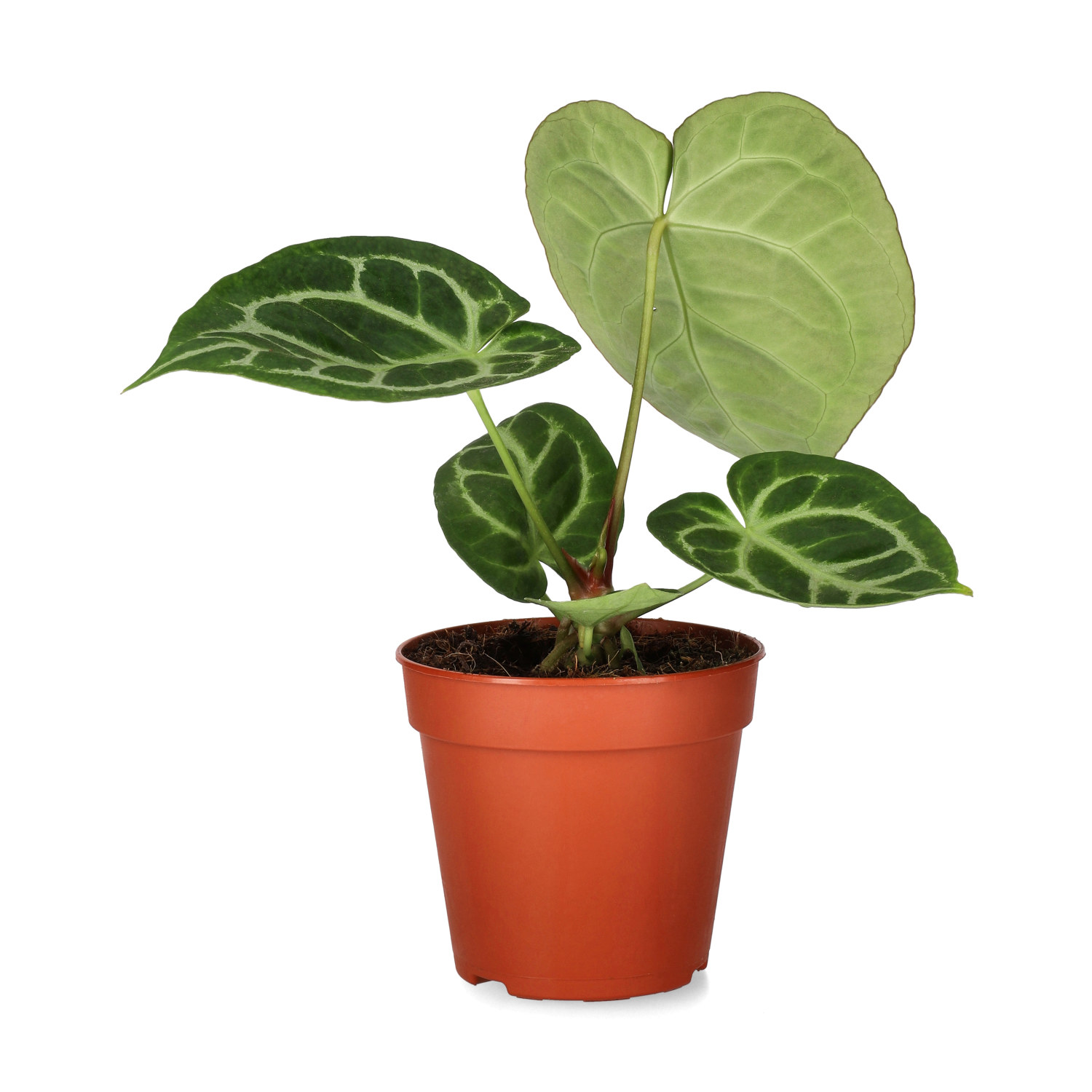 Anthurium 'Silver Blush'