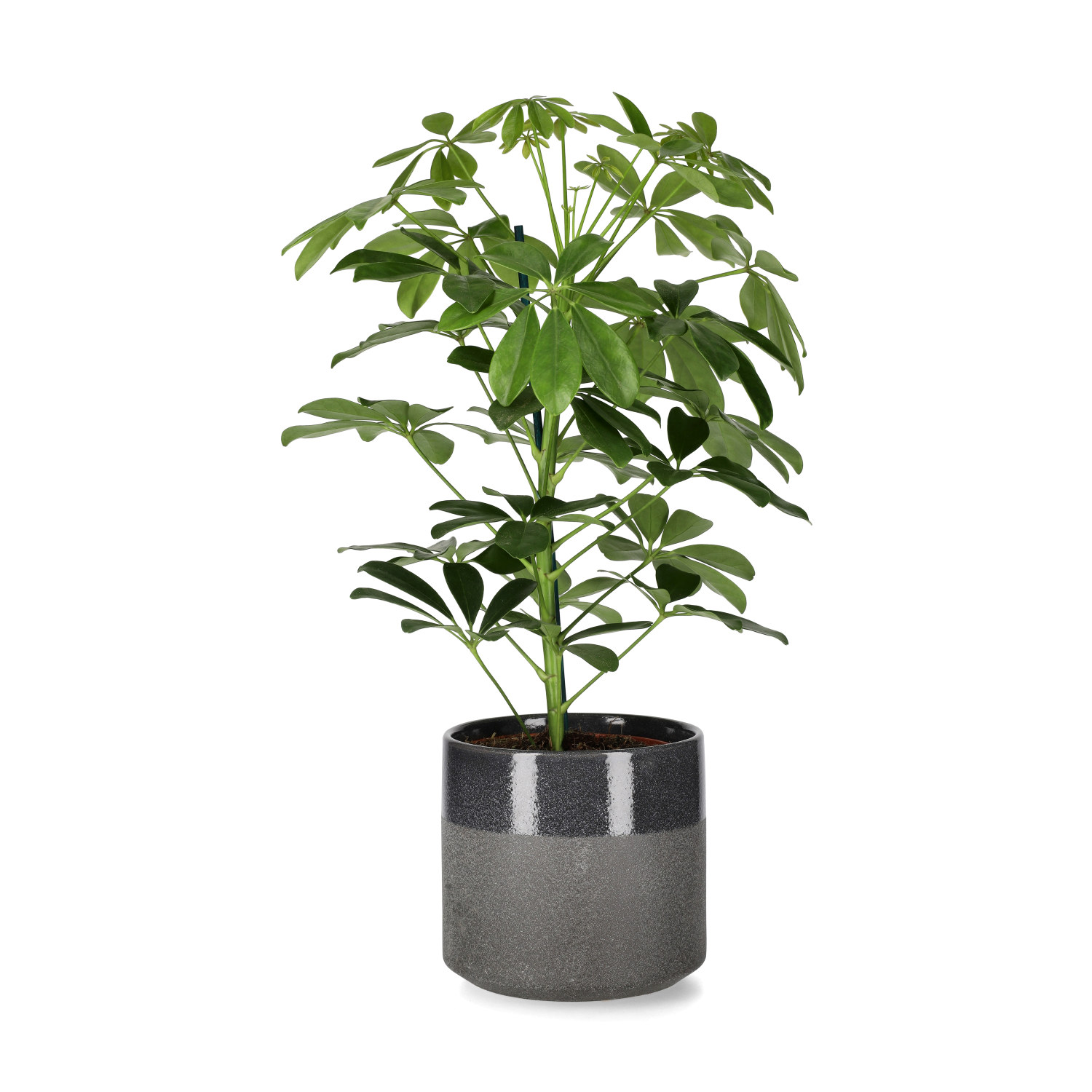 Paraplyaralia 'Nora'