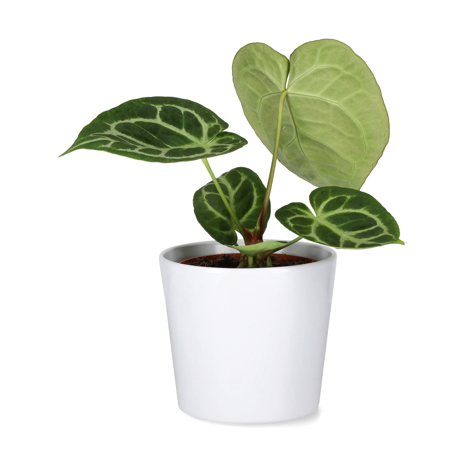 Anthurium 'Silver Blush'