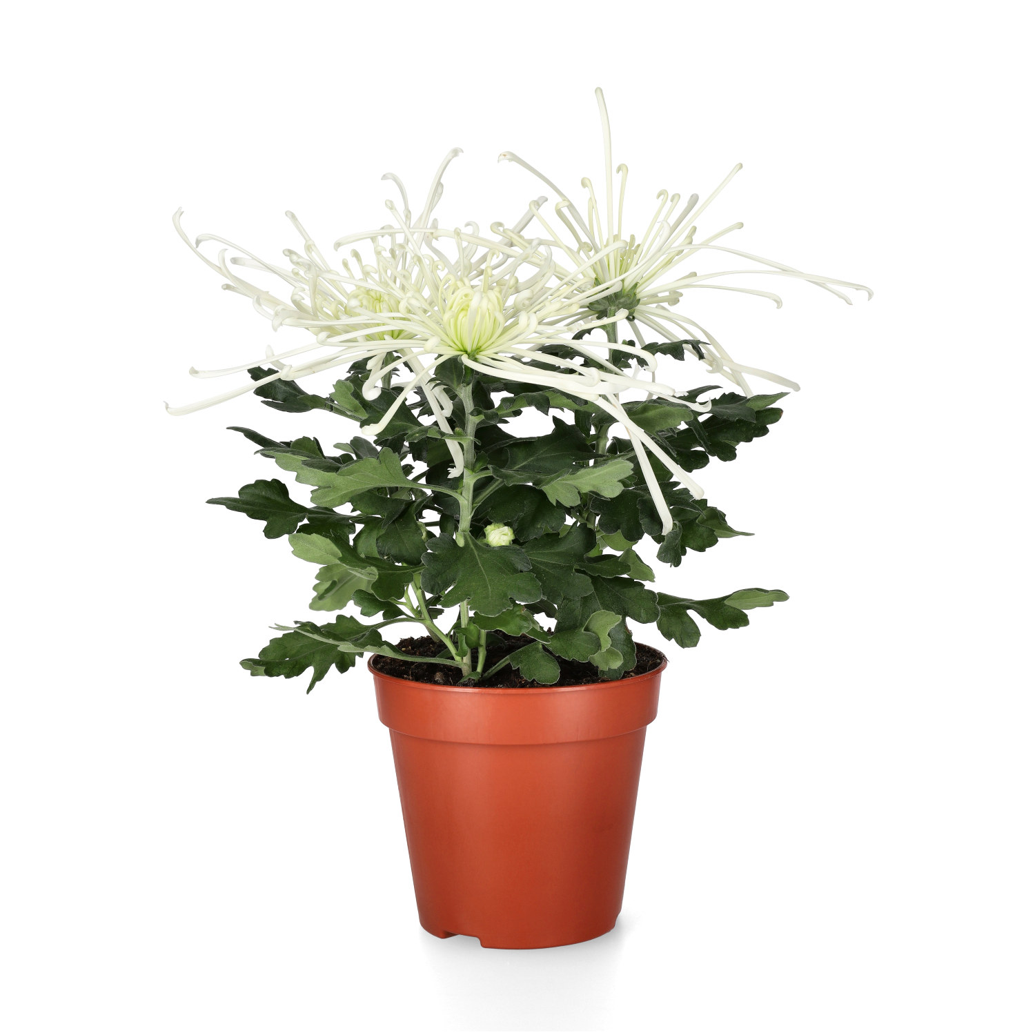 Krysantemum 'Fireworks'